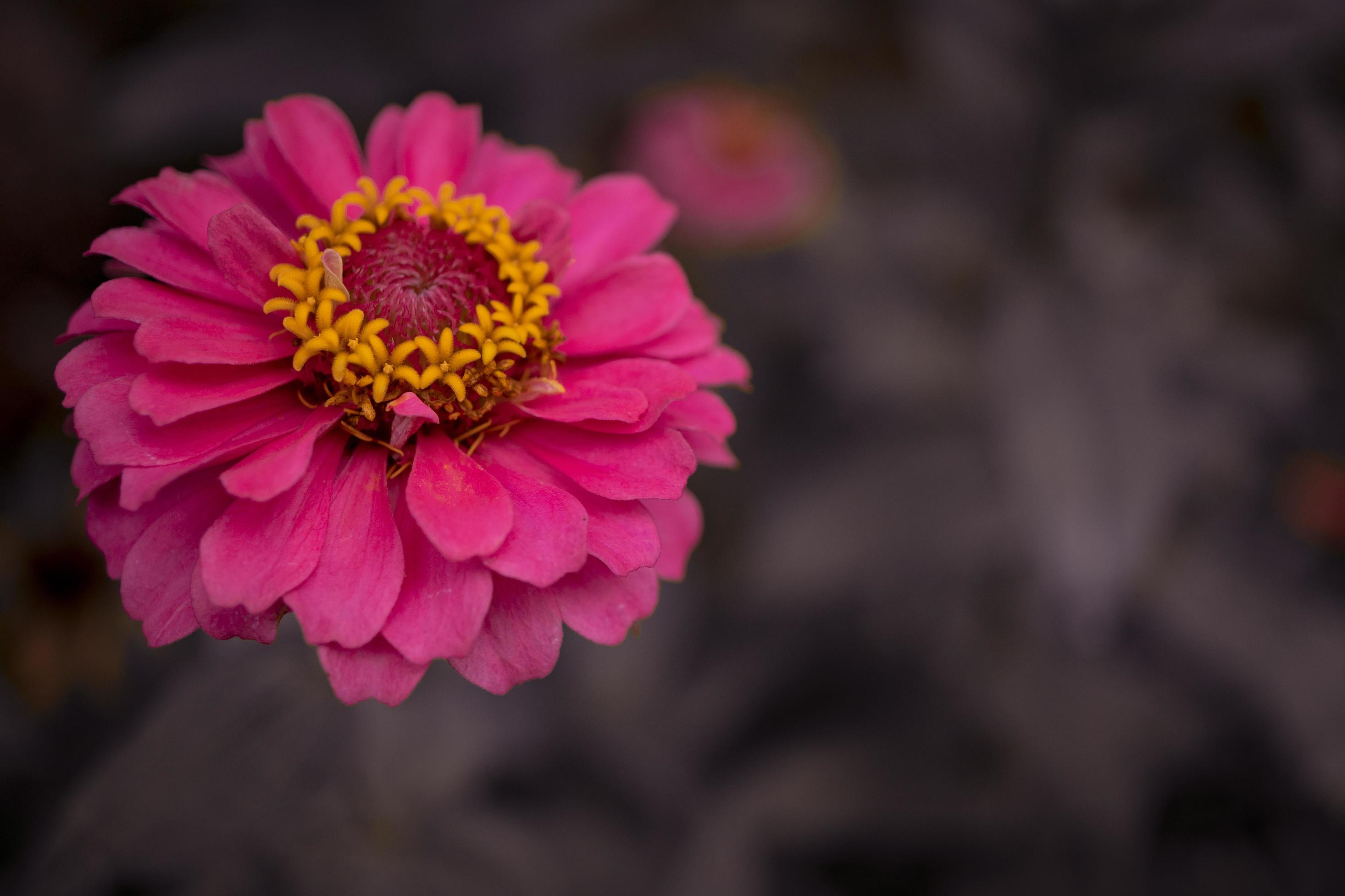 Close up photo of wild pink flower on spring time. The photo is suitable to use for nature background and content media social. Stock Free