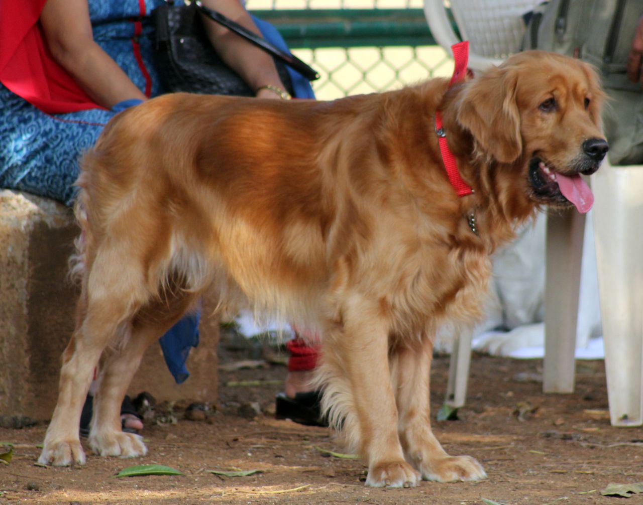 Golden Retriever 2 Stock Free