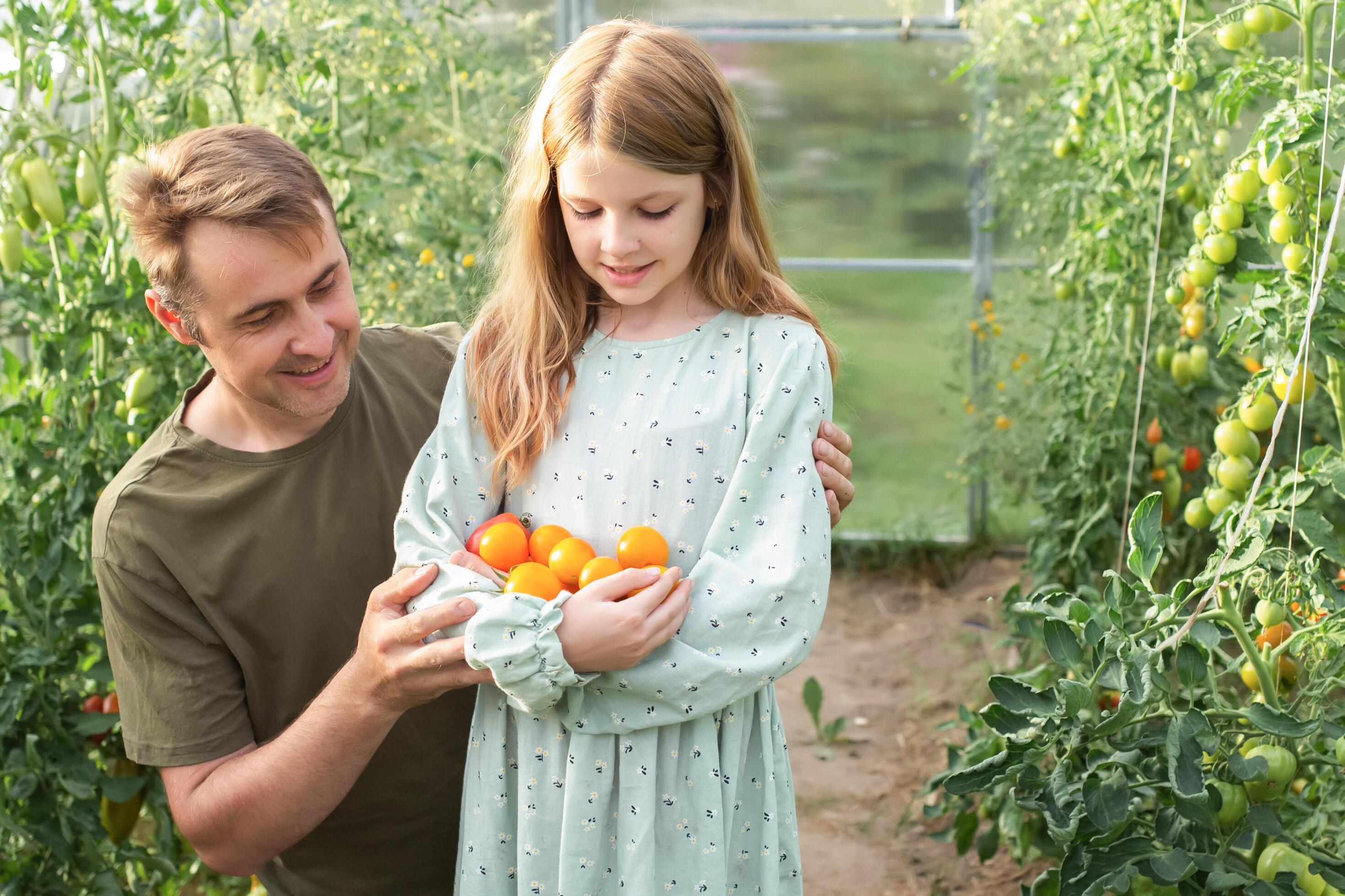 father and daughter harvest organic vegetables in a greenhouse. happy and cheerful family doing gardening on the farm. big harvest Stock Free