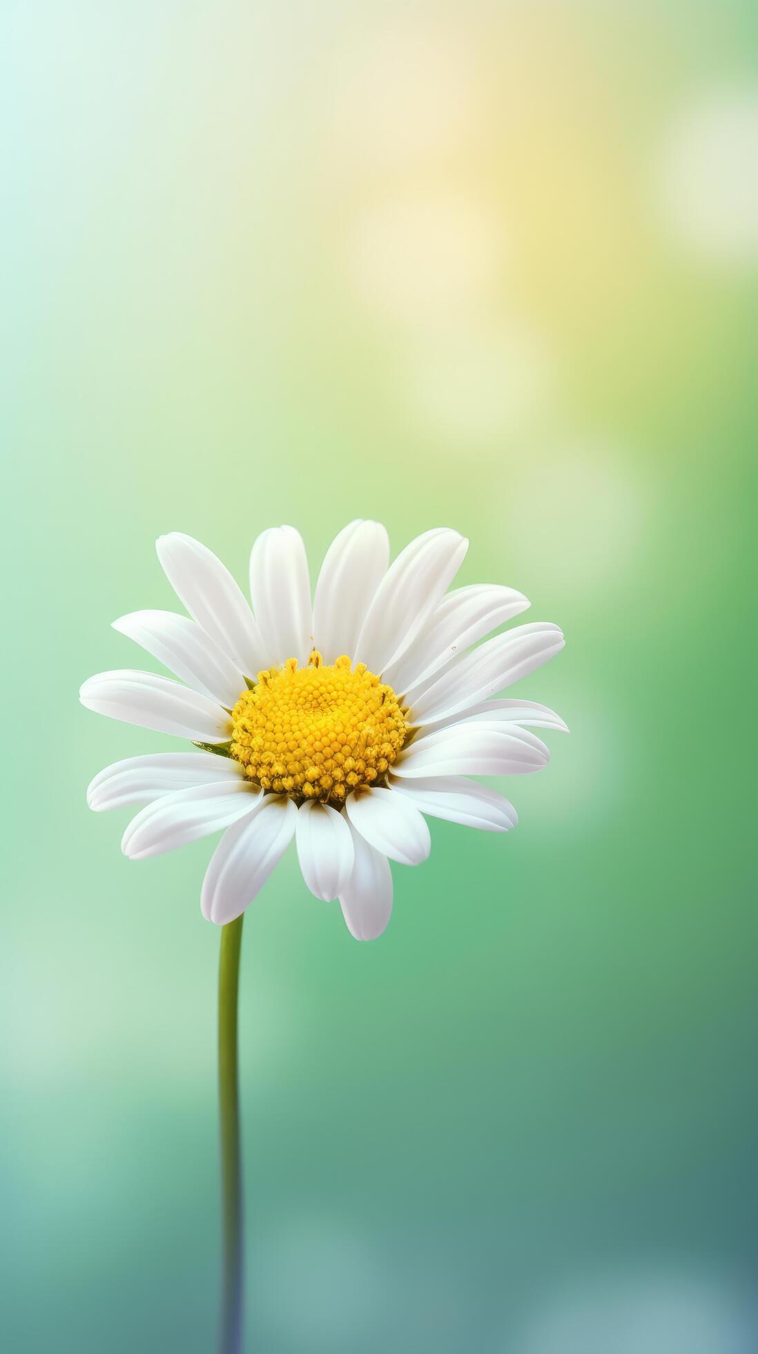 Daisy flower background. Illustration Stock Free