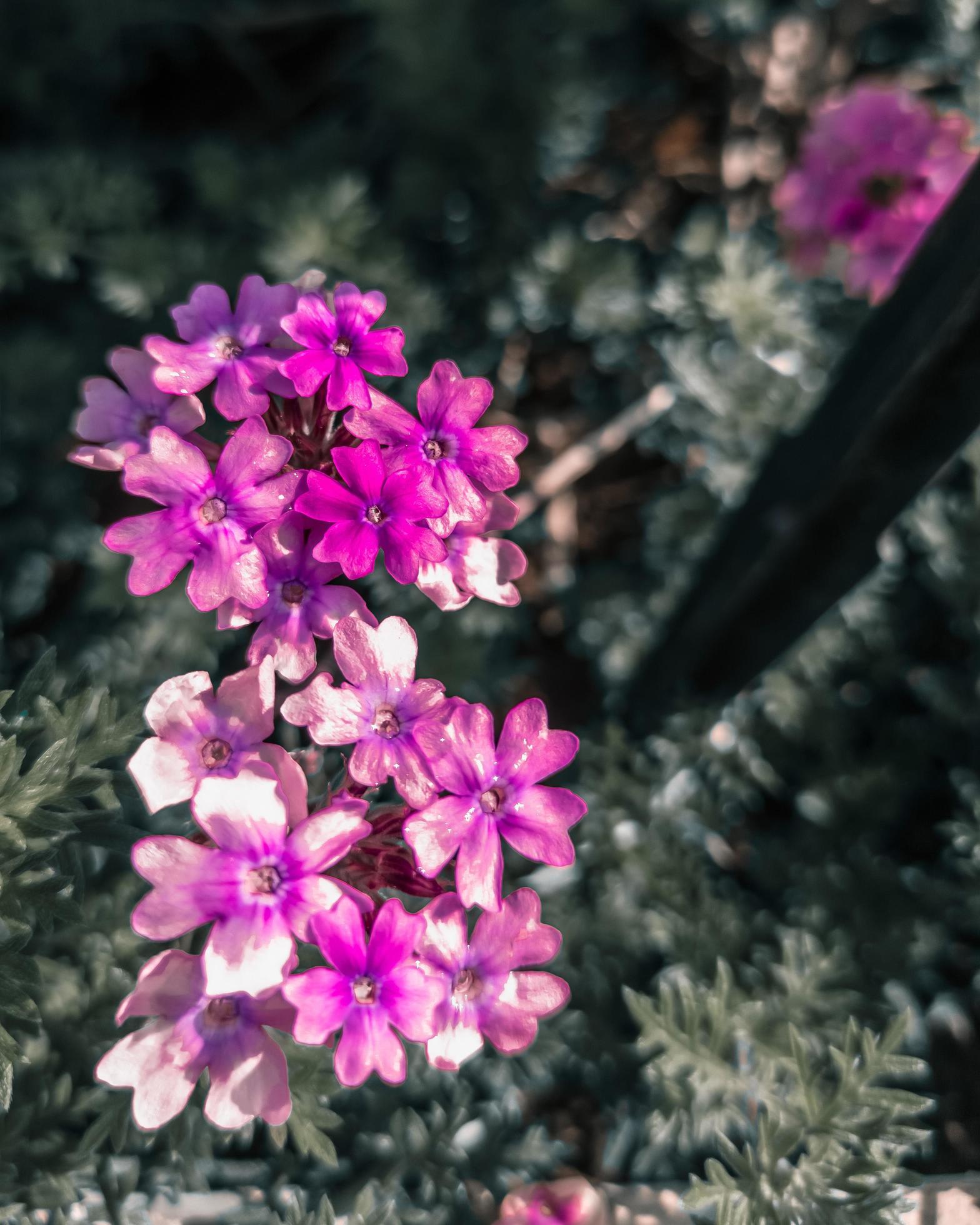 close up beautiful purple flowers in the garden. Selective focus nature. vintage blurred background for appication facebook, tictok. Stock Free