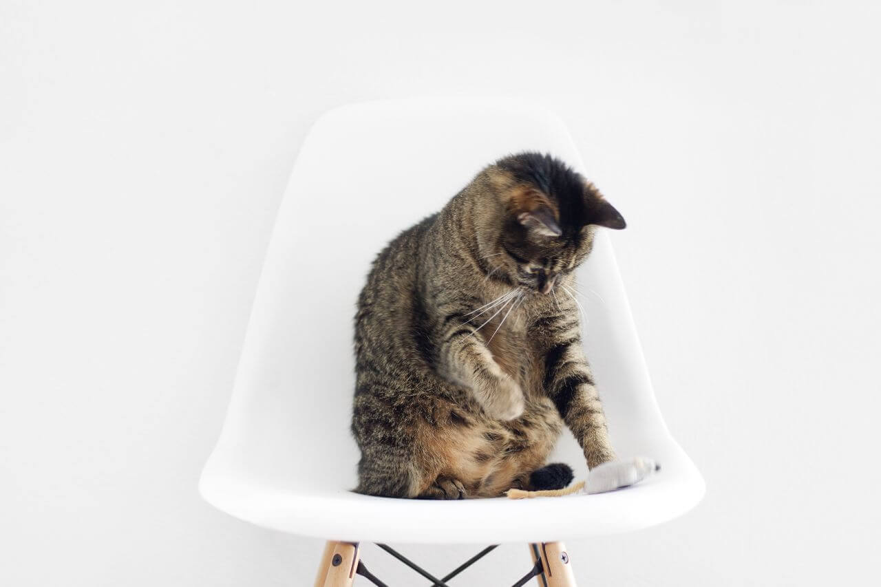 Cat White Chair Minimal Stock Free