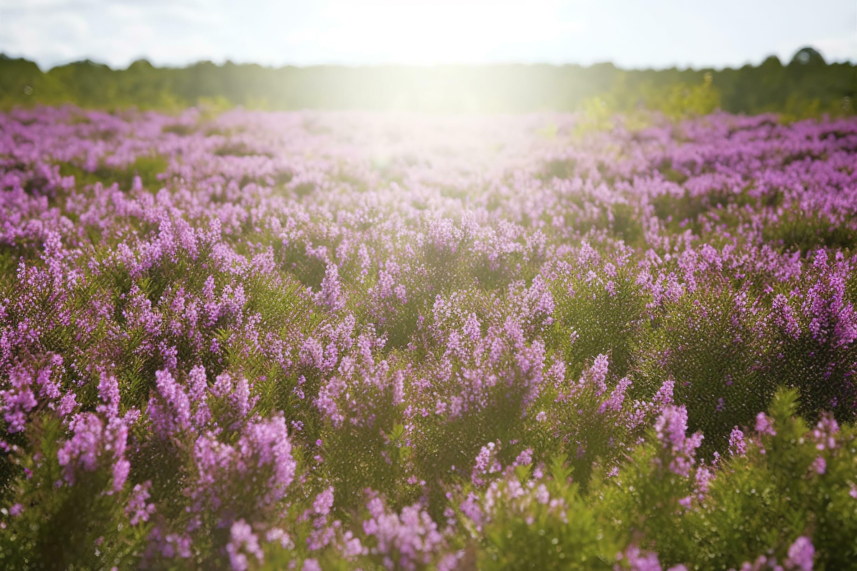 Erica Flower Field, Summer Season , generate ai Stock Free