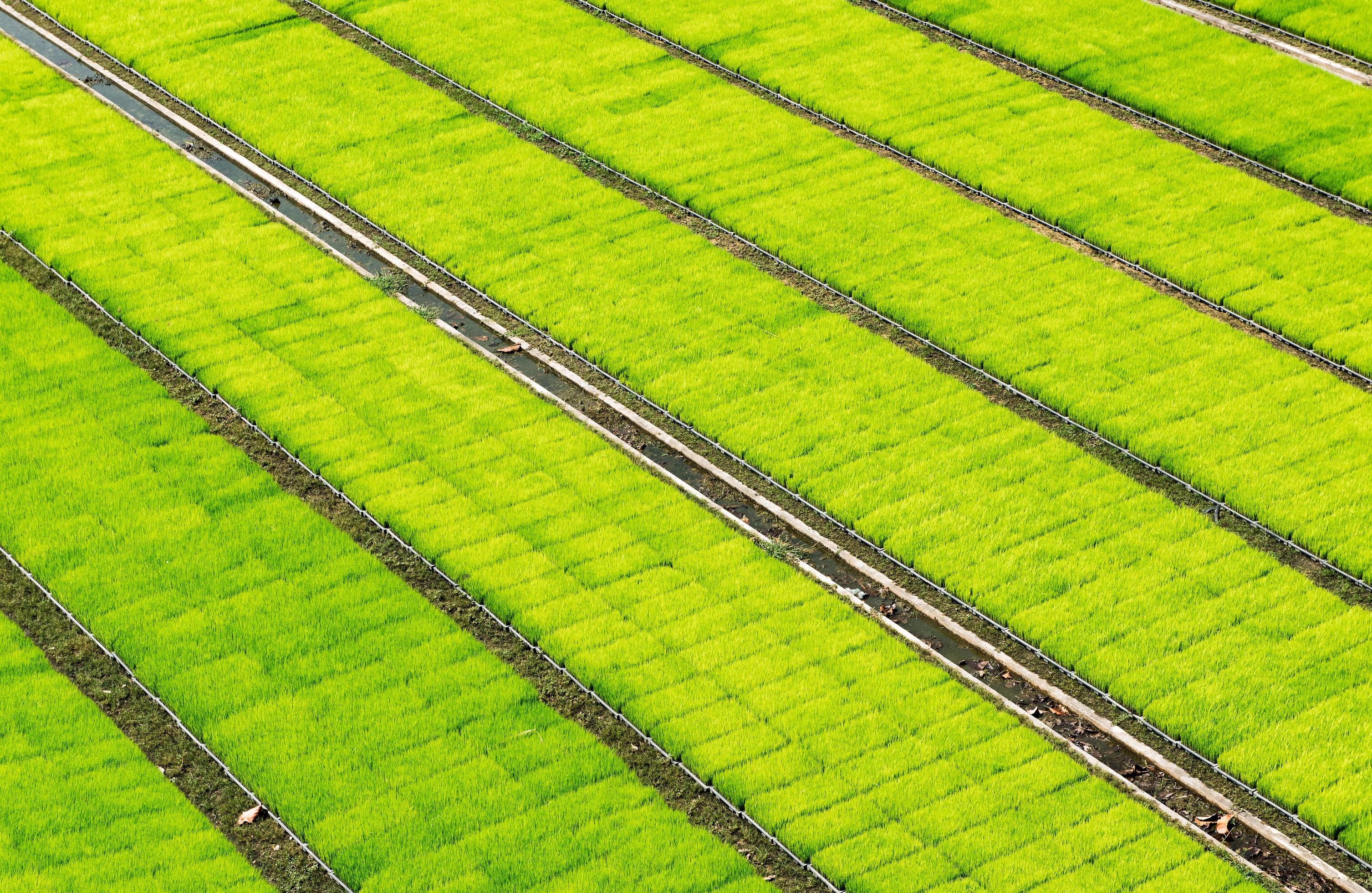 green rice sprouts on plastic tray in roll pattern Stock Free