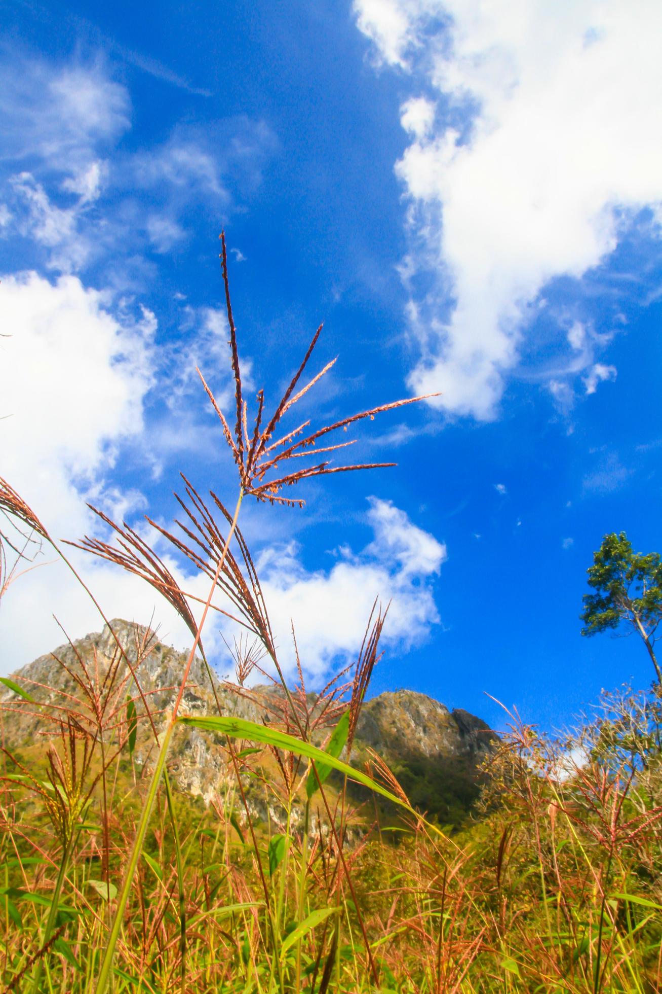 Beautiful grass flowers Landscape of rocky Limestone Mountain and green forest with blu sky at Chiang doa national park in Chiangmai, Thailand Stock Free