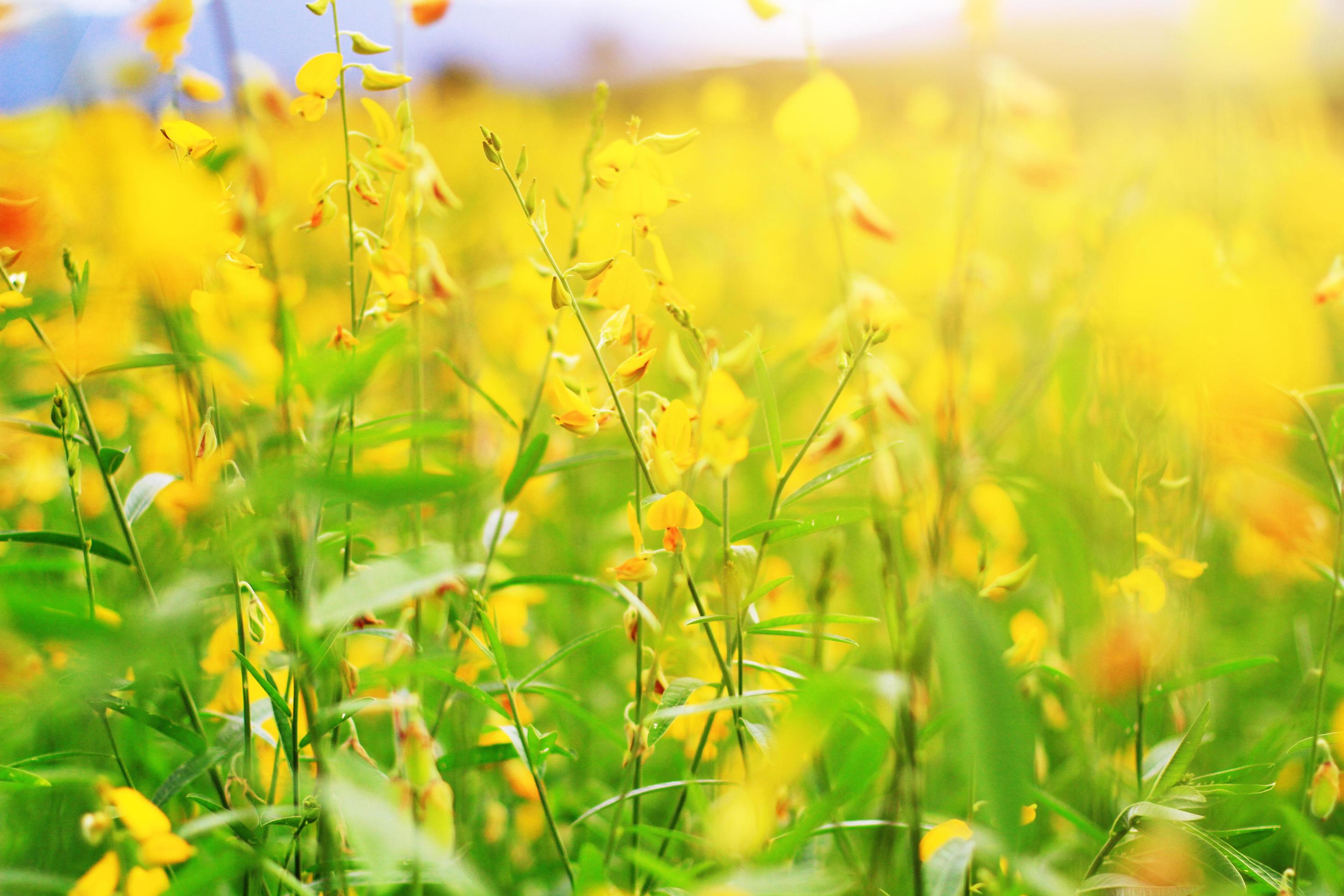 Beautiful yellow Sun hemp flowers or Crotalaria juncea farm in beautiful sunlight on the mountain in Thailand.A type of legume. Stock Free