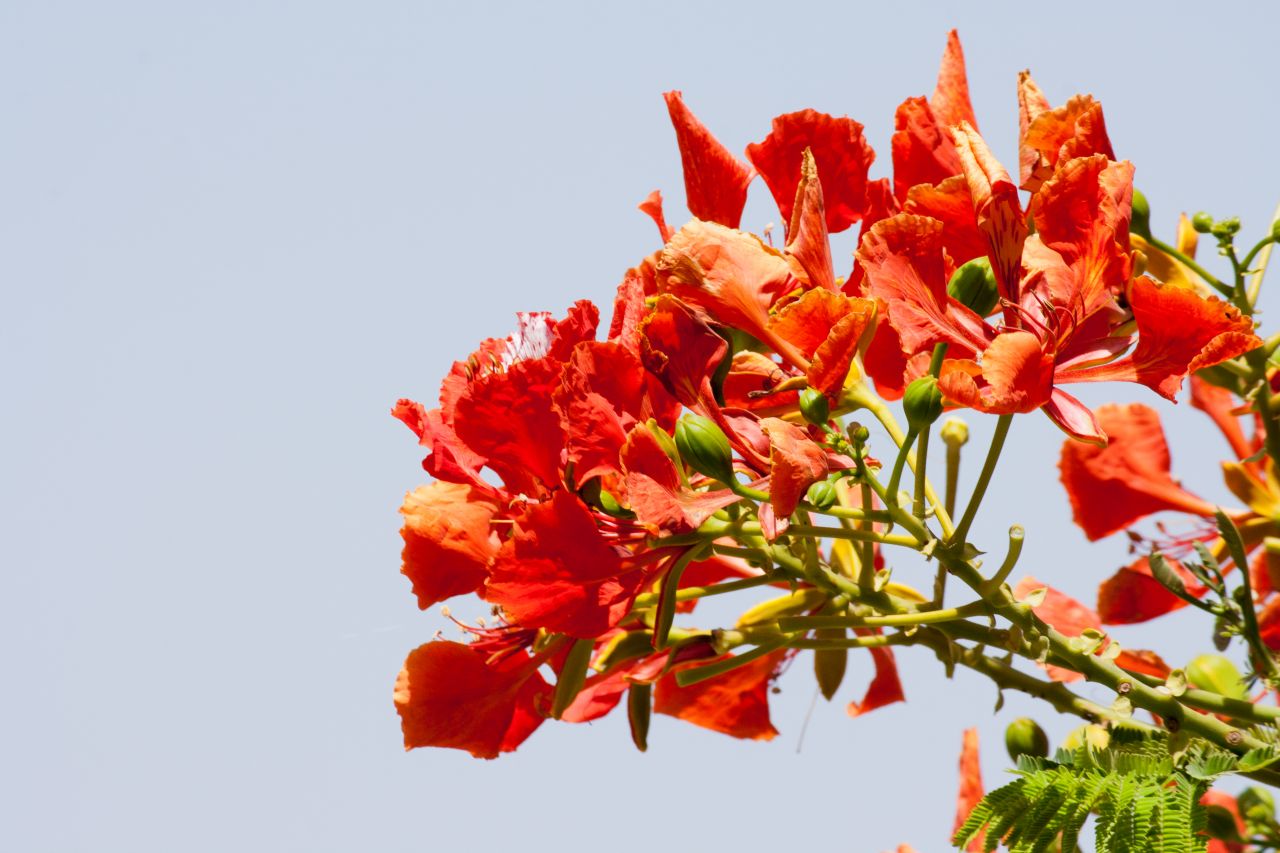 Orange Flower Leaves Tree Stock Free