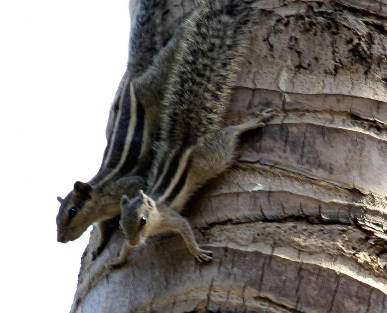 Two Squirrels Couple Stock Free