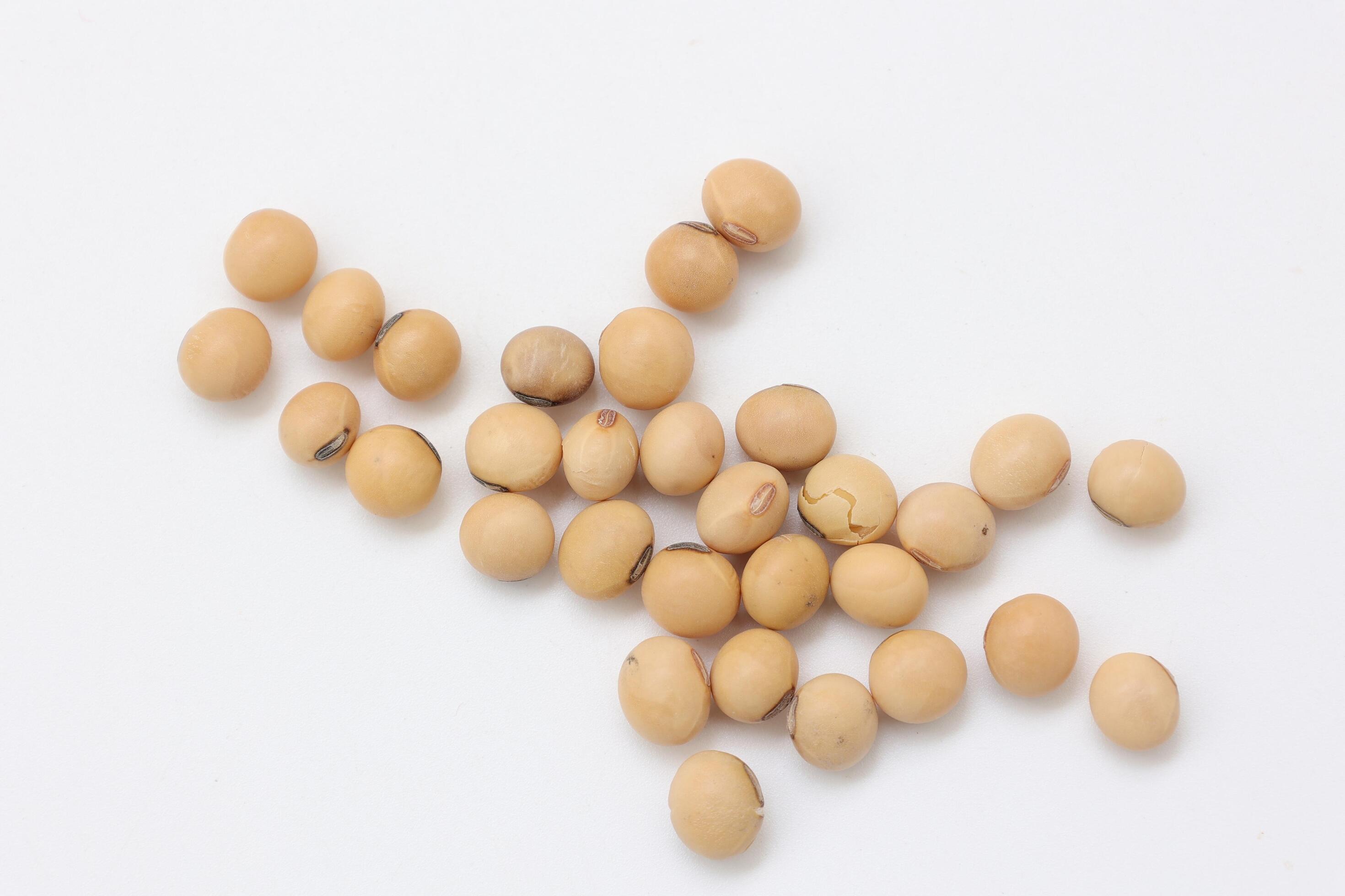 soybean seeds on white background Stock Free