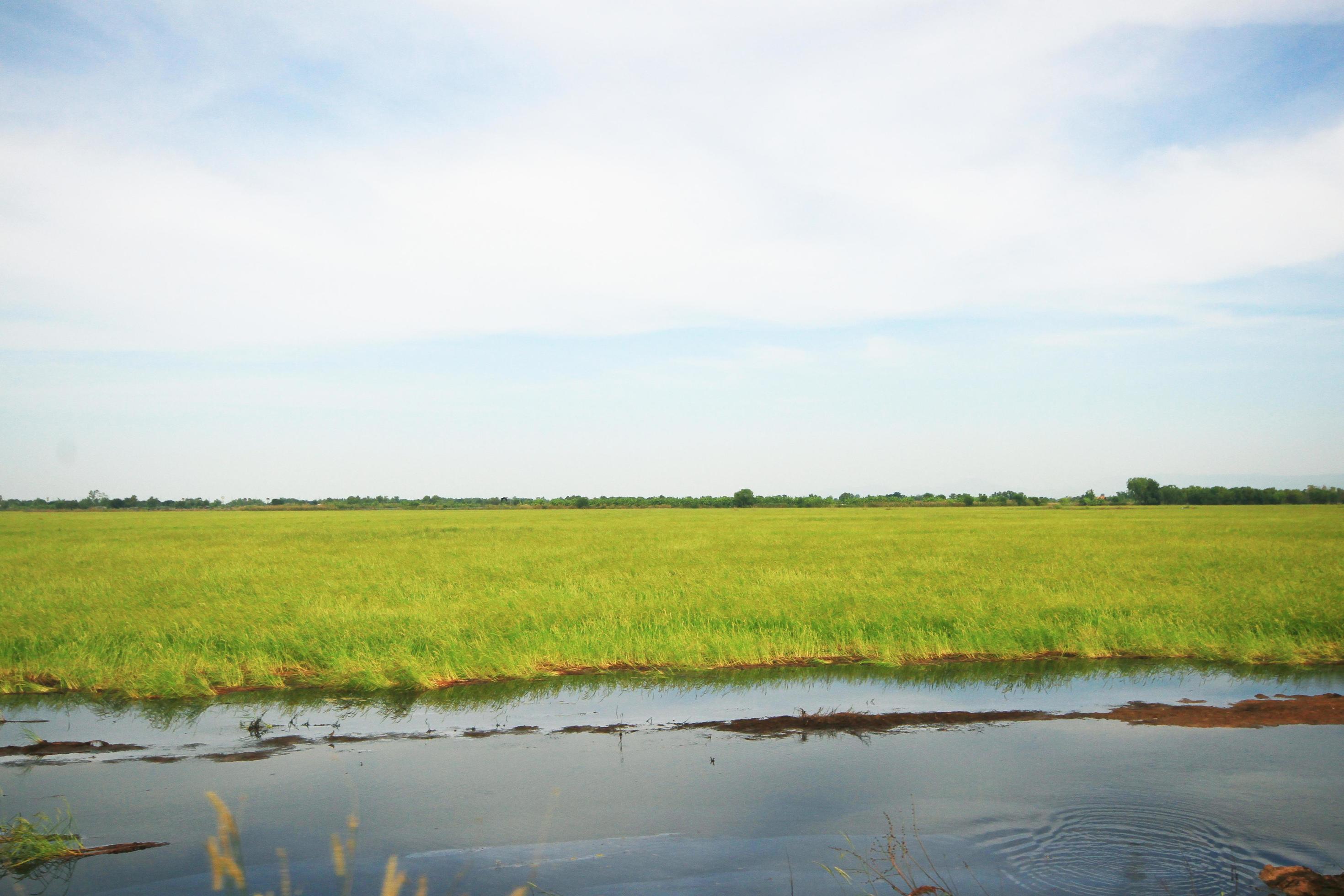 Beautiful Landscape of Fresh green rice fields and plantations near canal in Thailand Stock Free