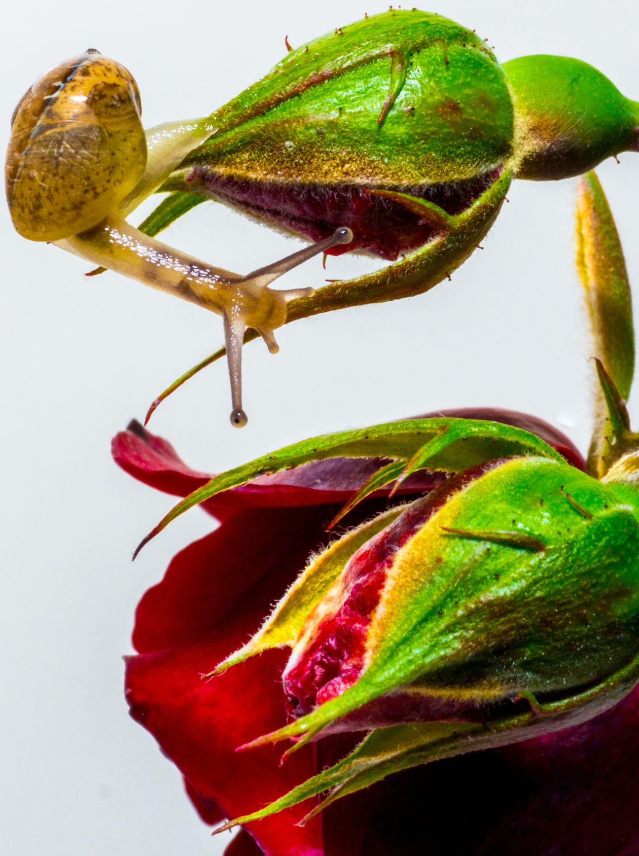 Snail on a rose Stock Free