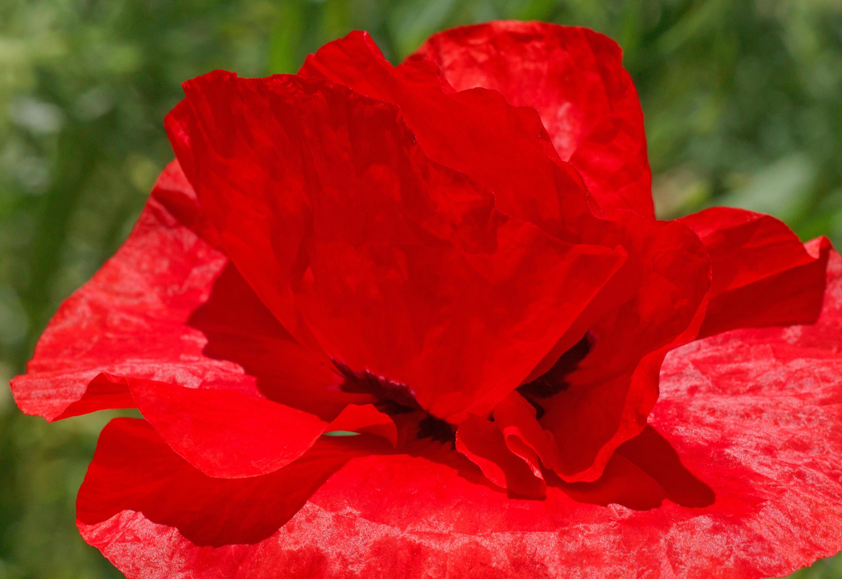 close up of red poppy flower Stock Free