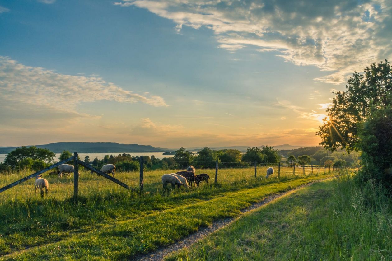 Countryside Stock Free