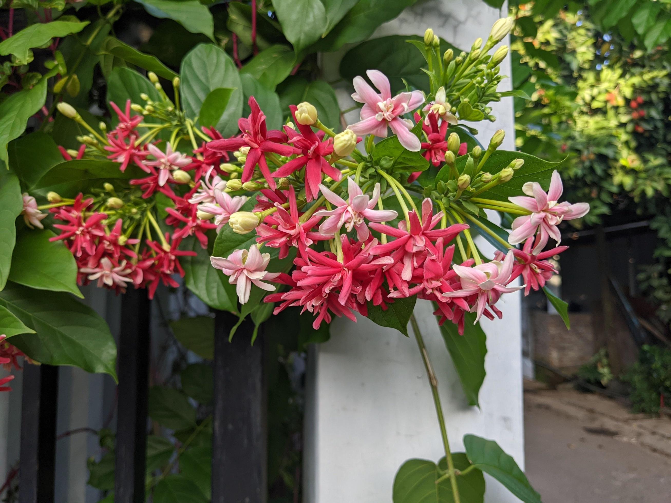 Rainy flower season, the domestic flower on Central Java. The photo is suitable to use for nature background flower poster and botanical content media. Stock Free