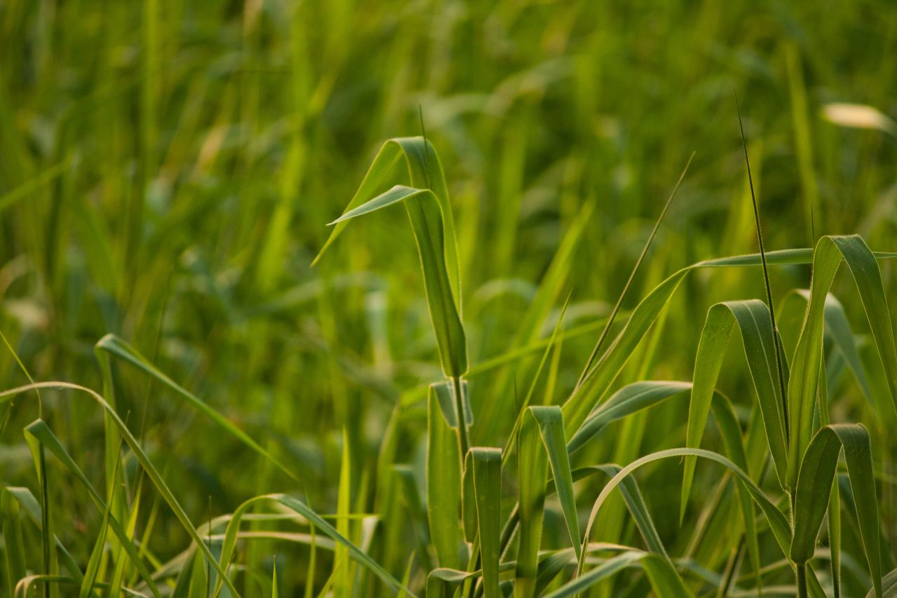 Green Crops In Farm Stock Free