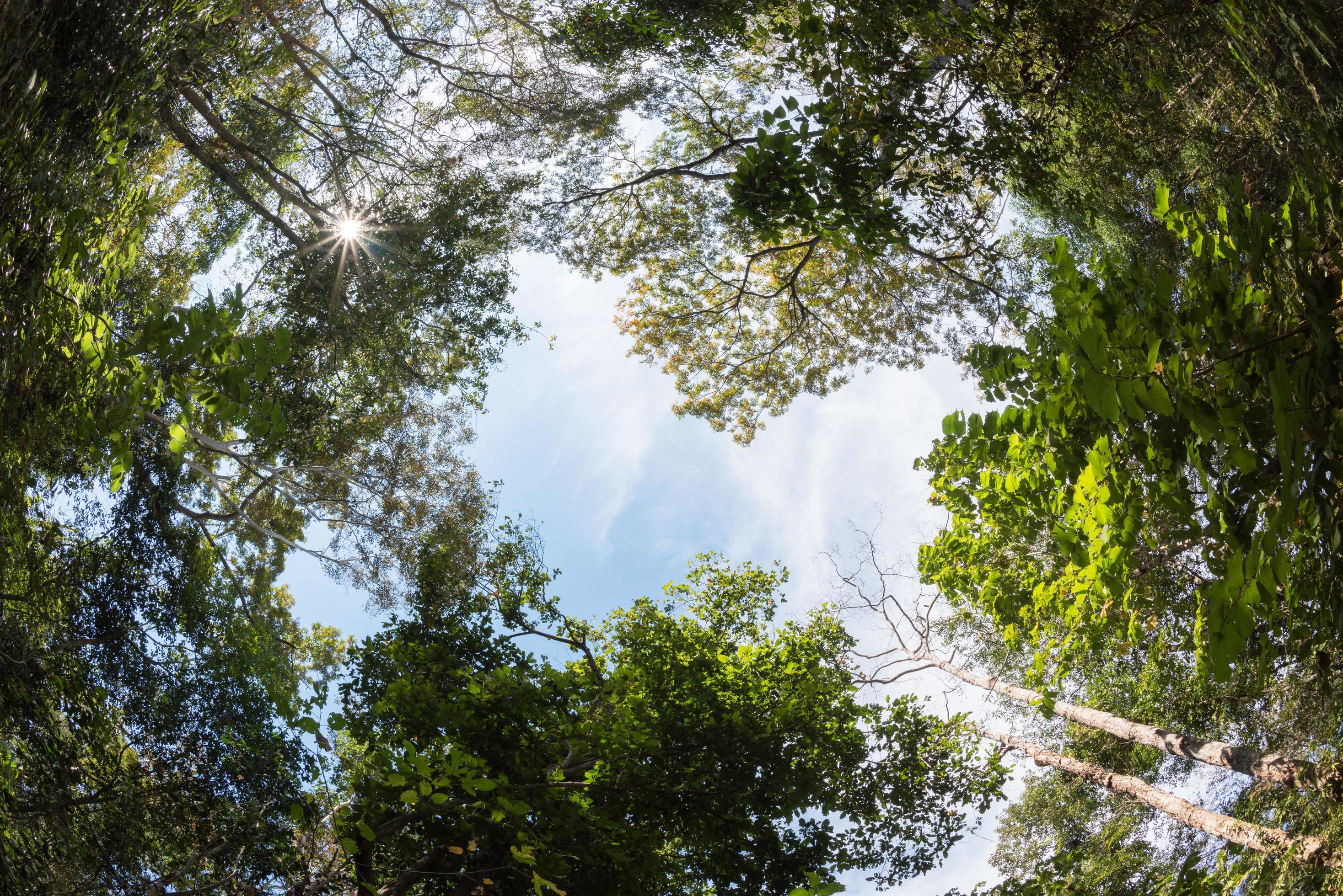 canopy tree of Mixed Deciduous Forest in Thailand. Stock Free