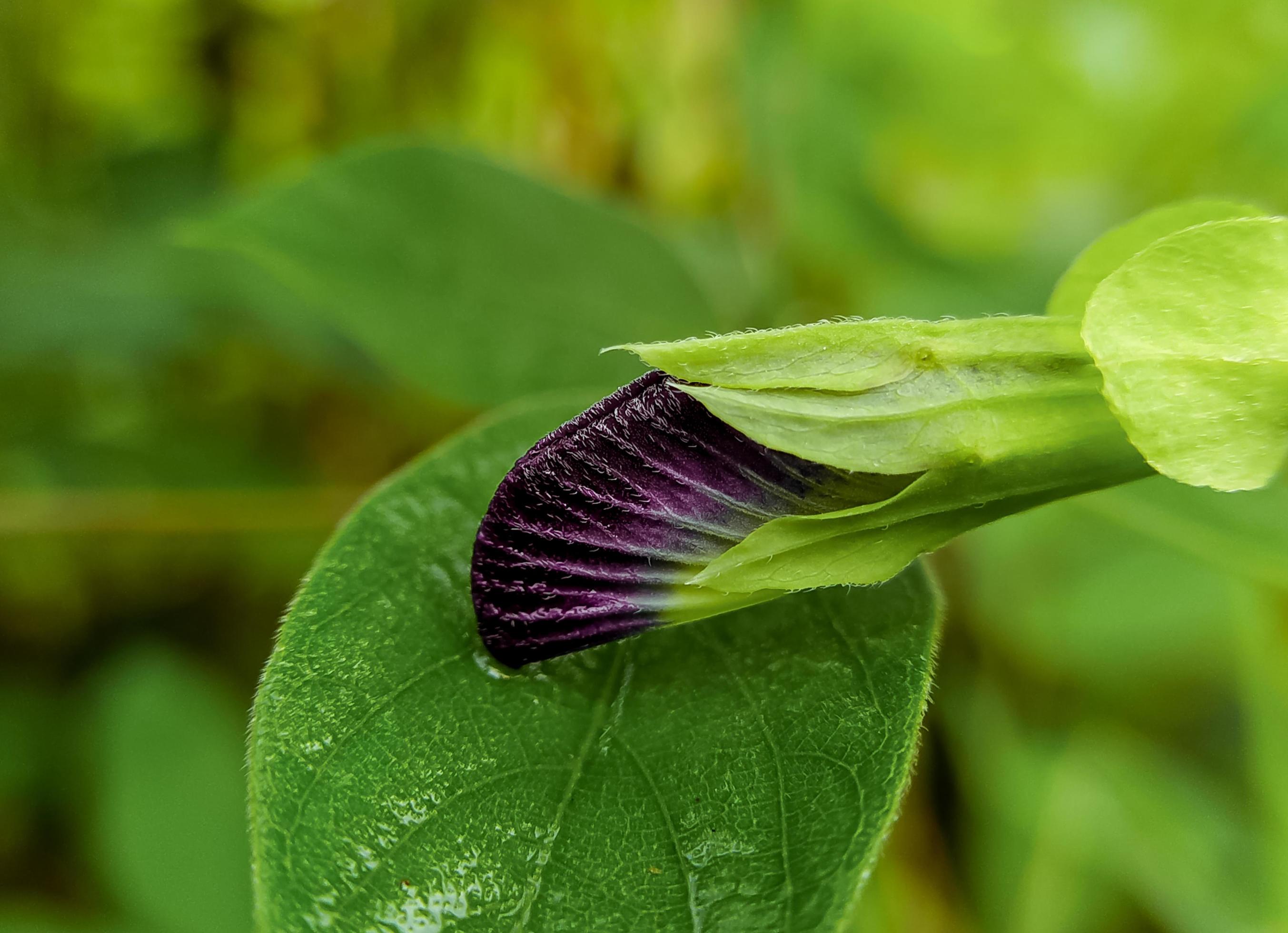 Butterfly pea flower scientifically known as clitoria ternatea, a purple flower that is often used as a herbal medicine that has health benefits Stock Free