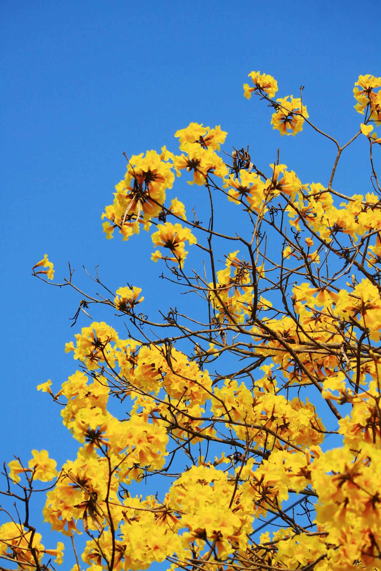 Blossom Dwarf Golden Trumpe flowers with blue sky. Tabebuia chrysotricha flowers Stock Free