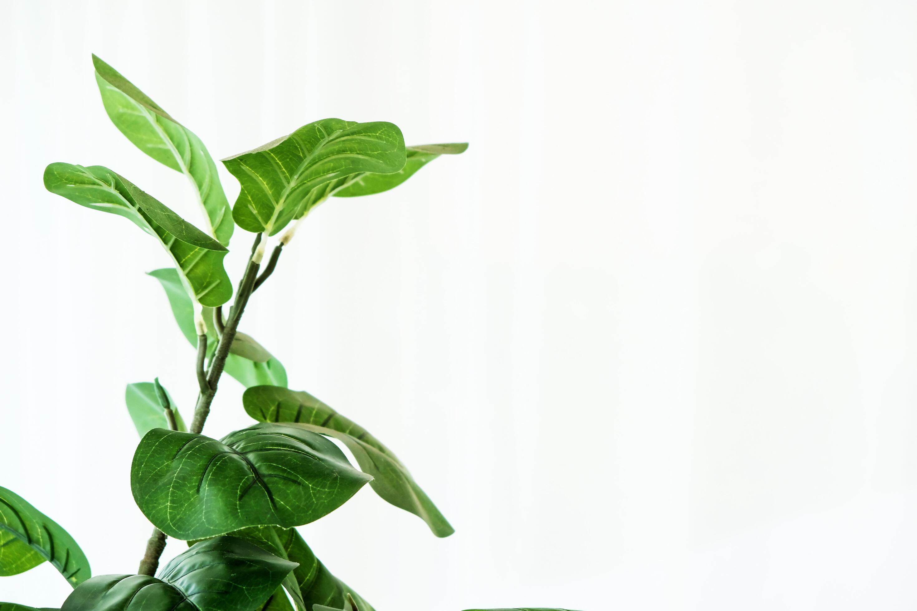 Real photo of houseplants in a glass room with white curtains. Stock Free