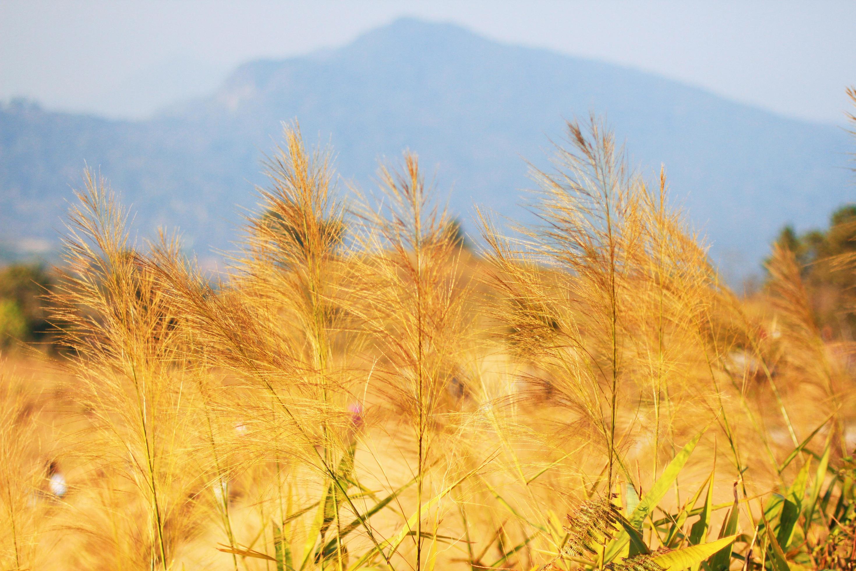 Golden dry flowers grass Blowing in the wind on the valley mountain. Stock Free