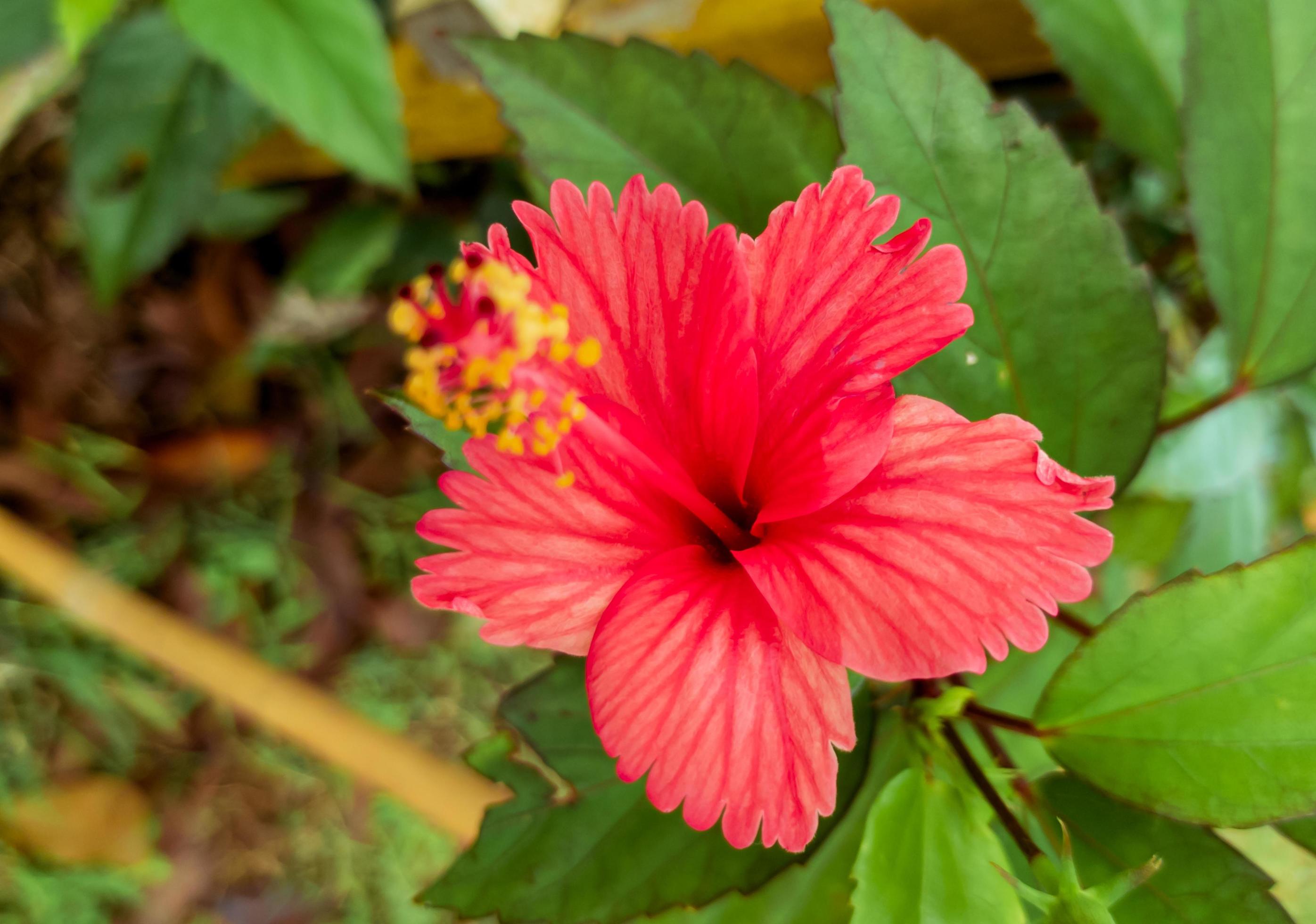 close red color hibiscus flower, hibiscus flower wallpaper Stock Free