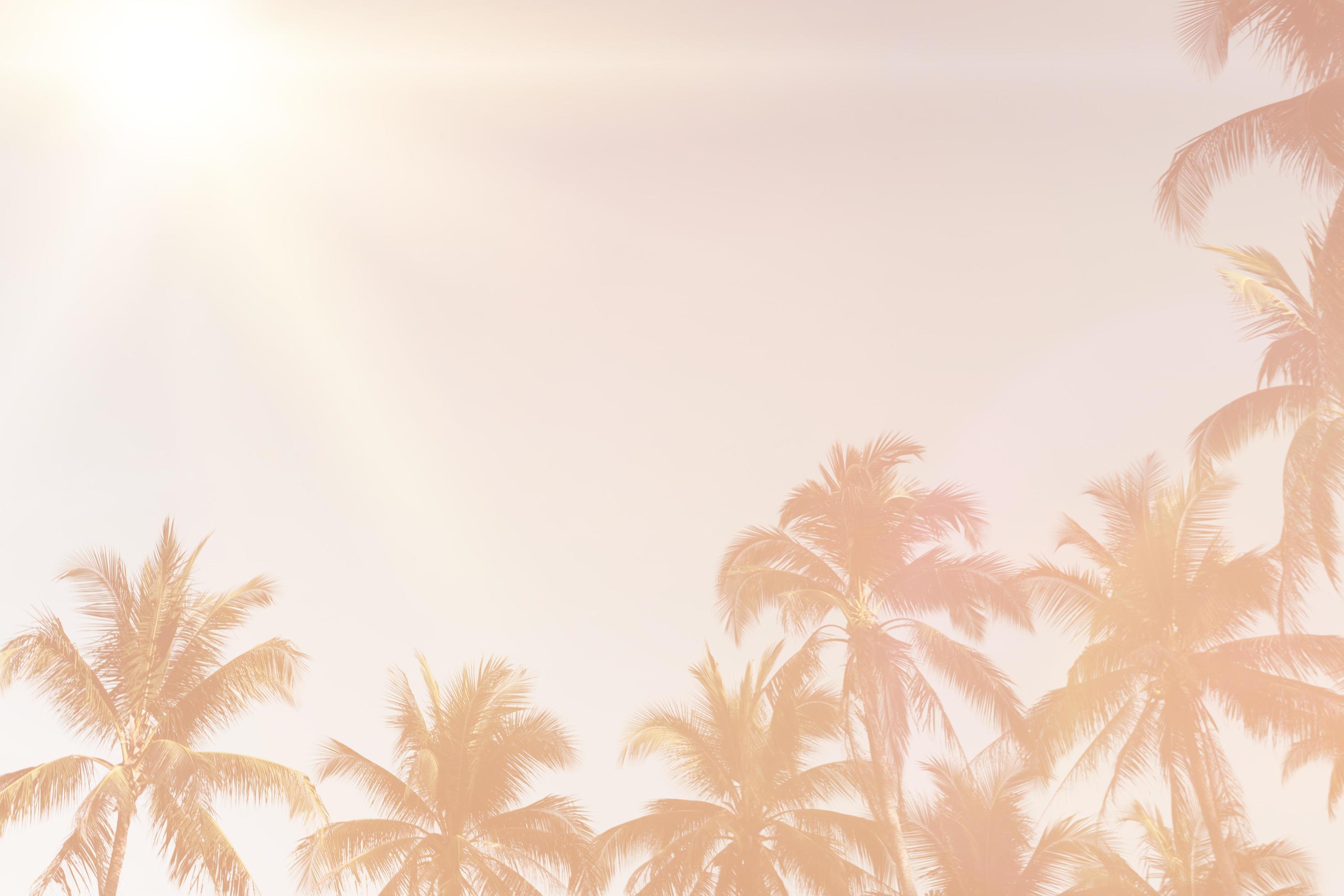 Tropical palm coconut trees on sunset sky flare and bokeh nature background Stock Free