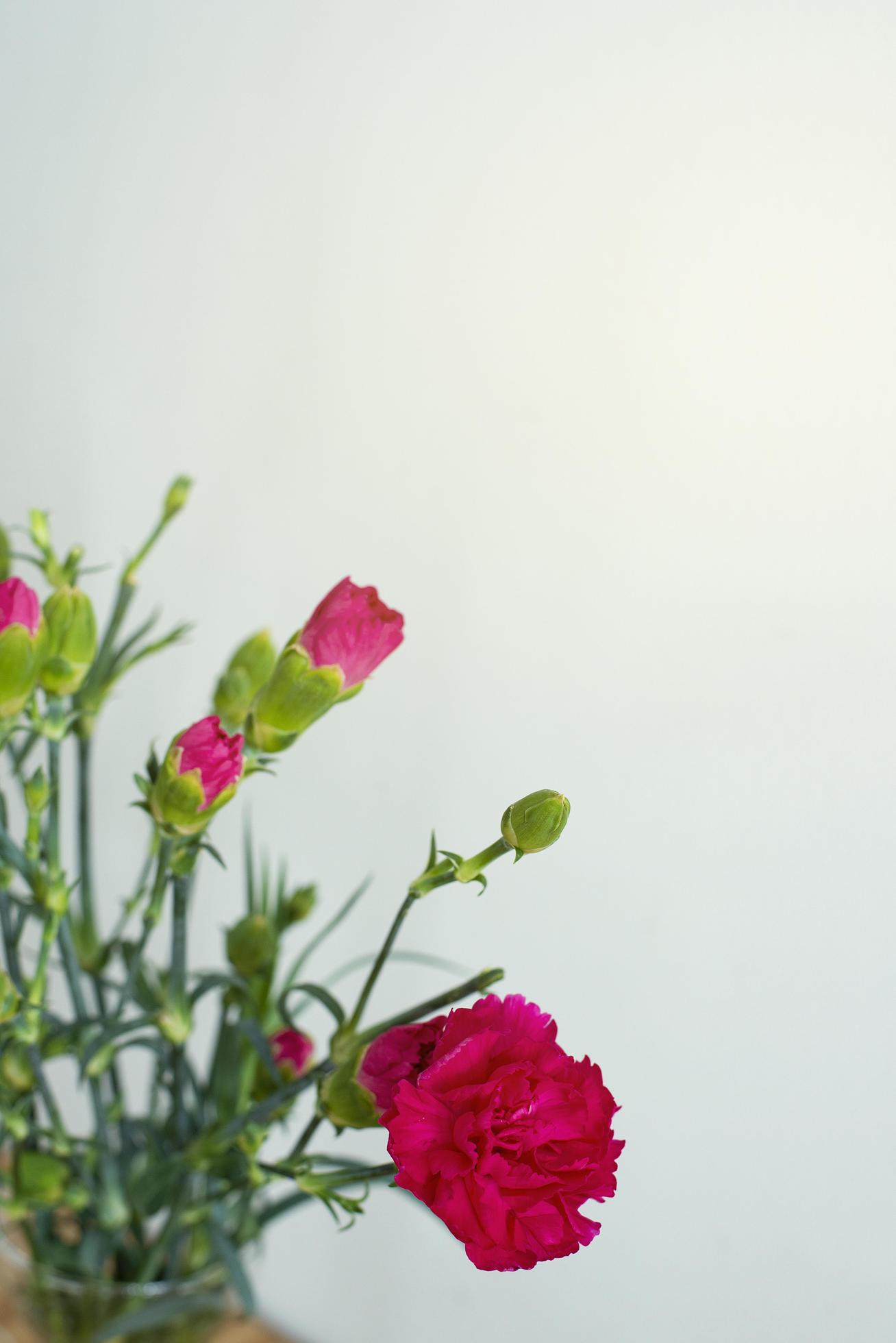 Bouquet of pink flowers in a vase on a light background. Carnations Stock Free