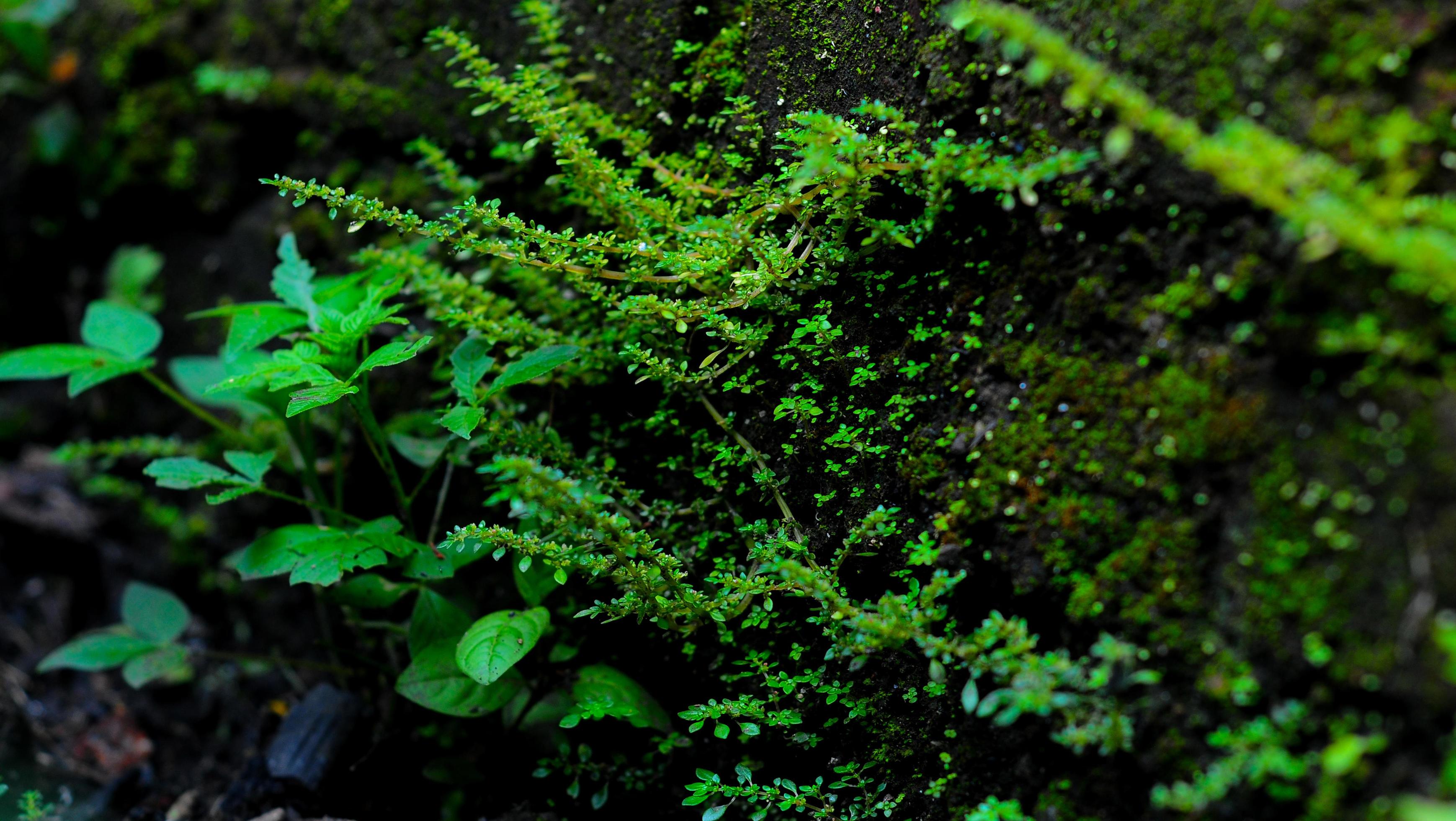 green fern leaves in the forest, close-up.flora nature summer, background images Stock Free