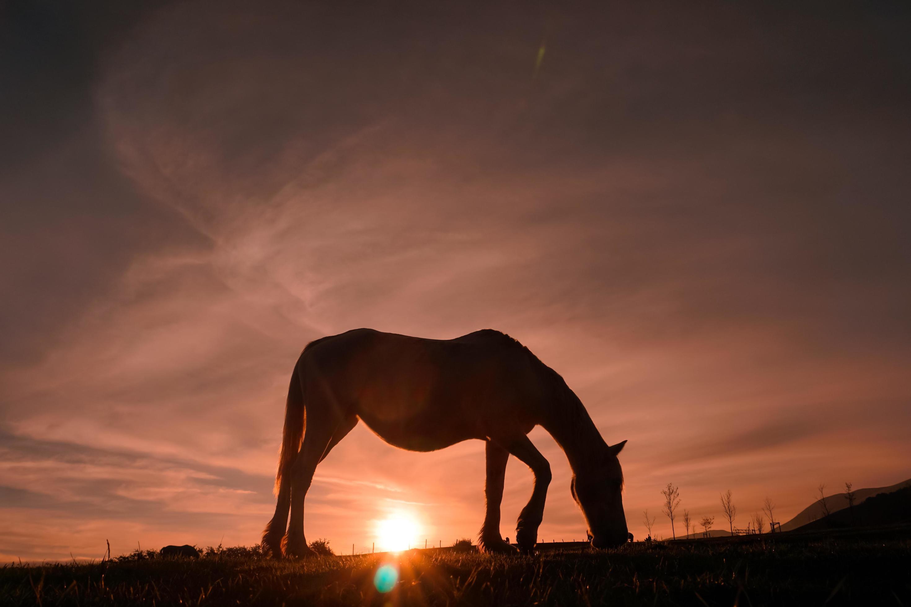 horses silhouette in the meadow with a beautiful sunset Stock Free