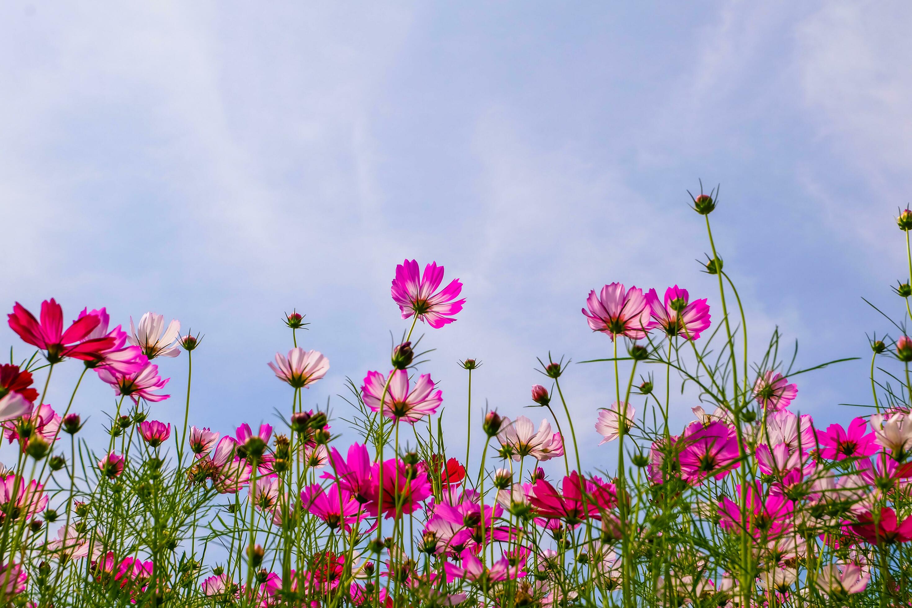 Low Angle View Of Pink cosmos Flowering Plants Against Blue Sky Stock Free