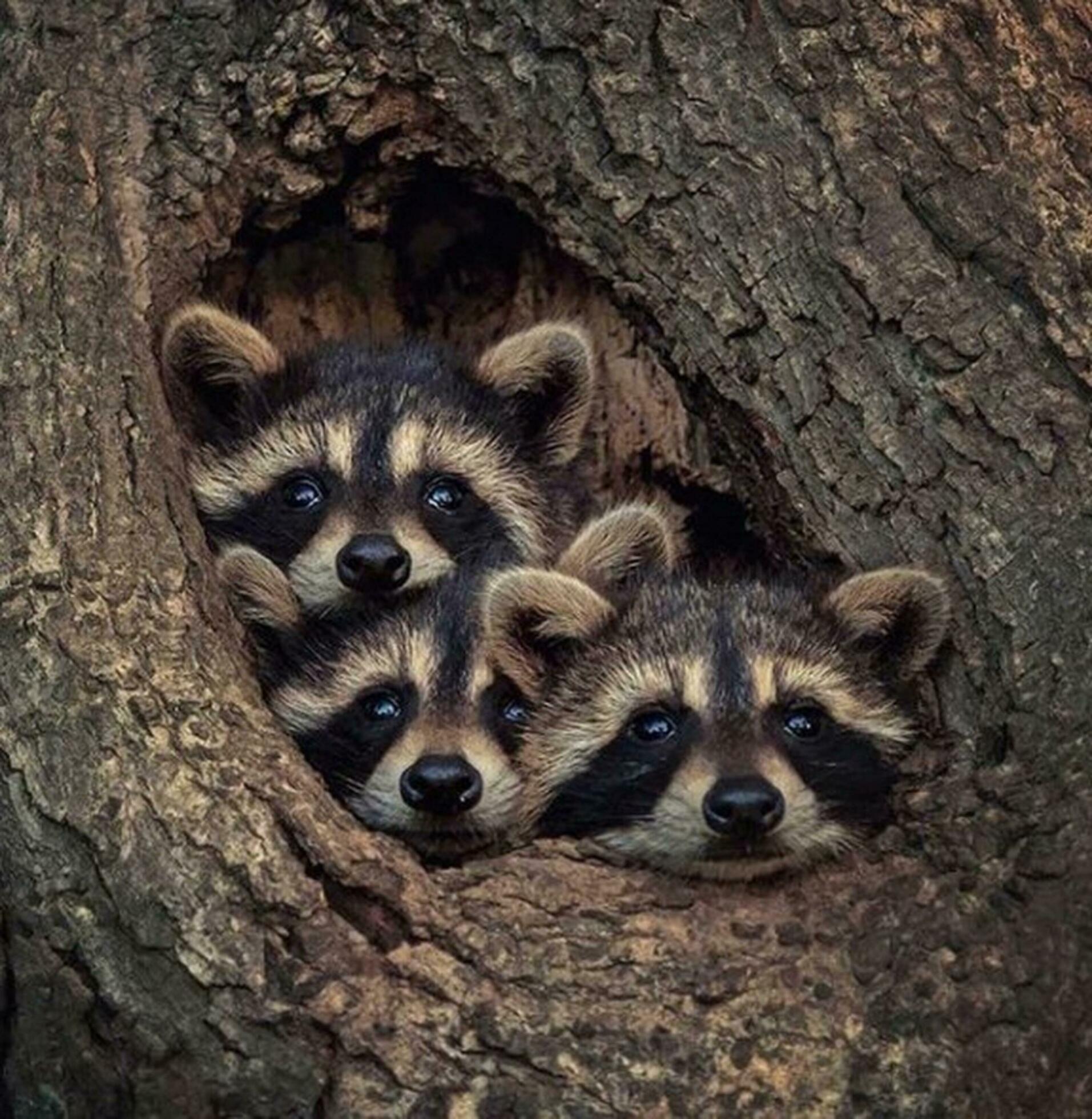 Curious Raccoon Family in Forest Habitat Curious raccoon in forest, looking at camera near tree trunk. Stock Free