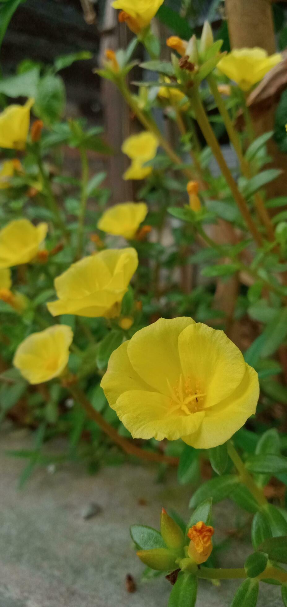 Nature Photography – Yellow Portulaca Flowers Stock Free