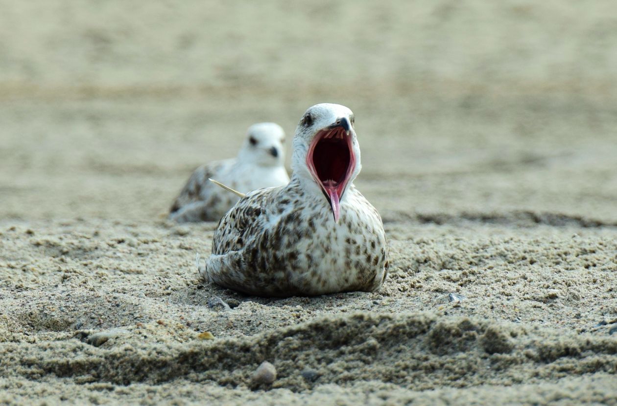 Bird on Beach Stock Free