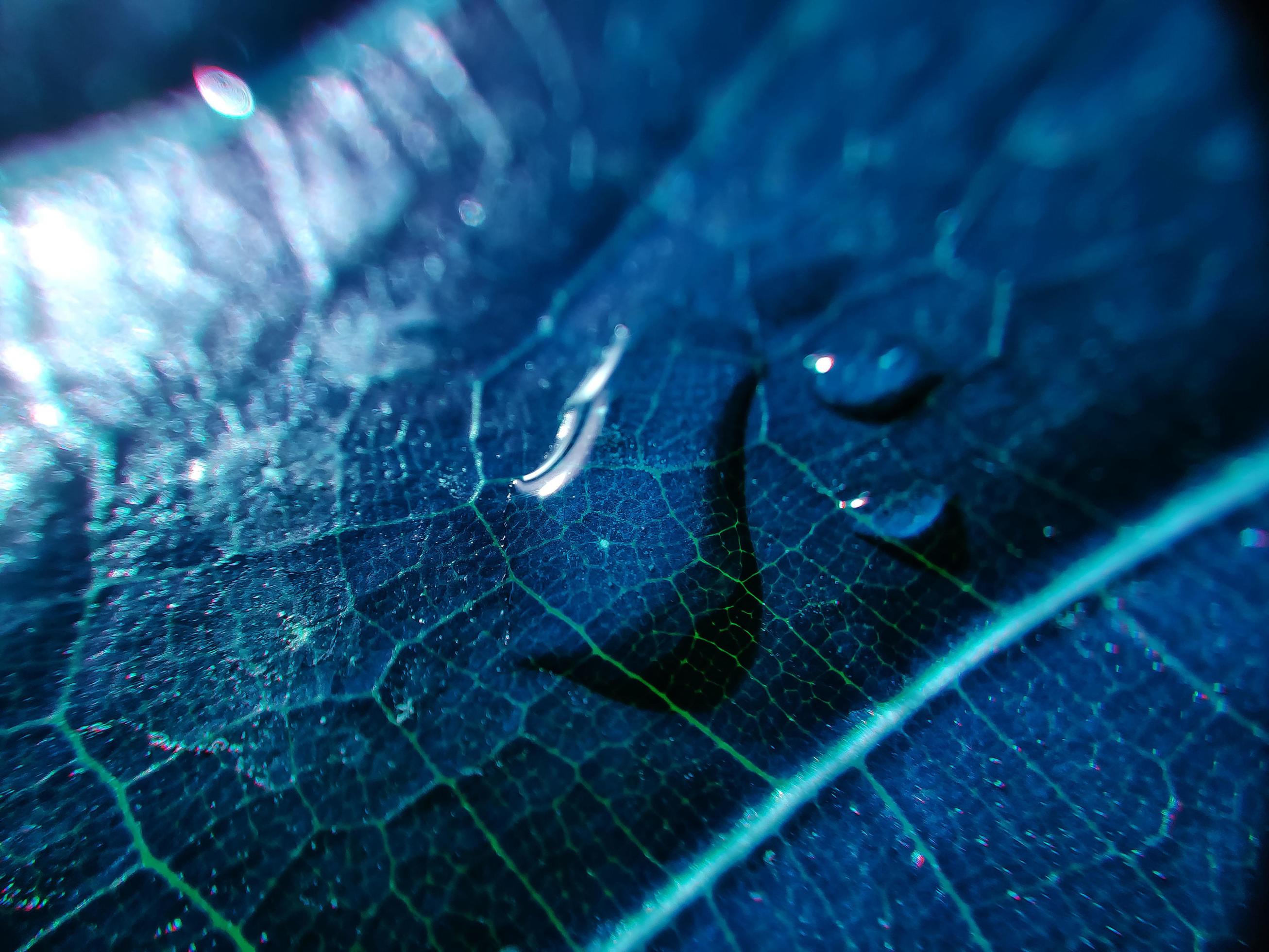 Natural background close up image. Beautiful drops of transparent rain water on a colored leaf macro. Stock Free