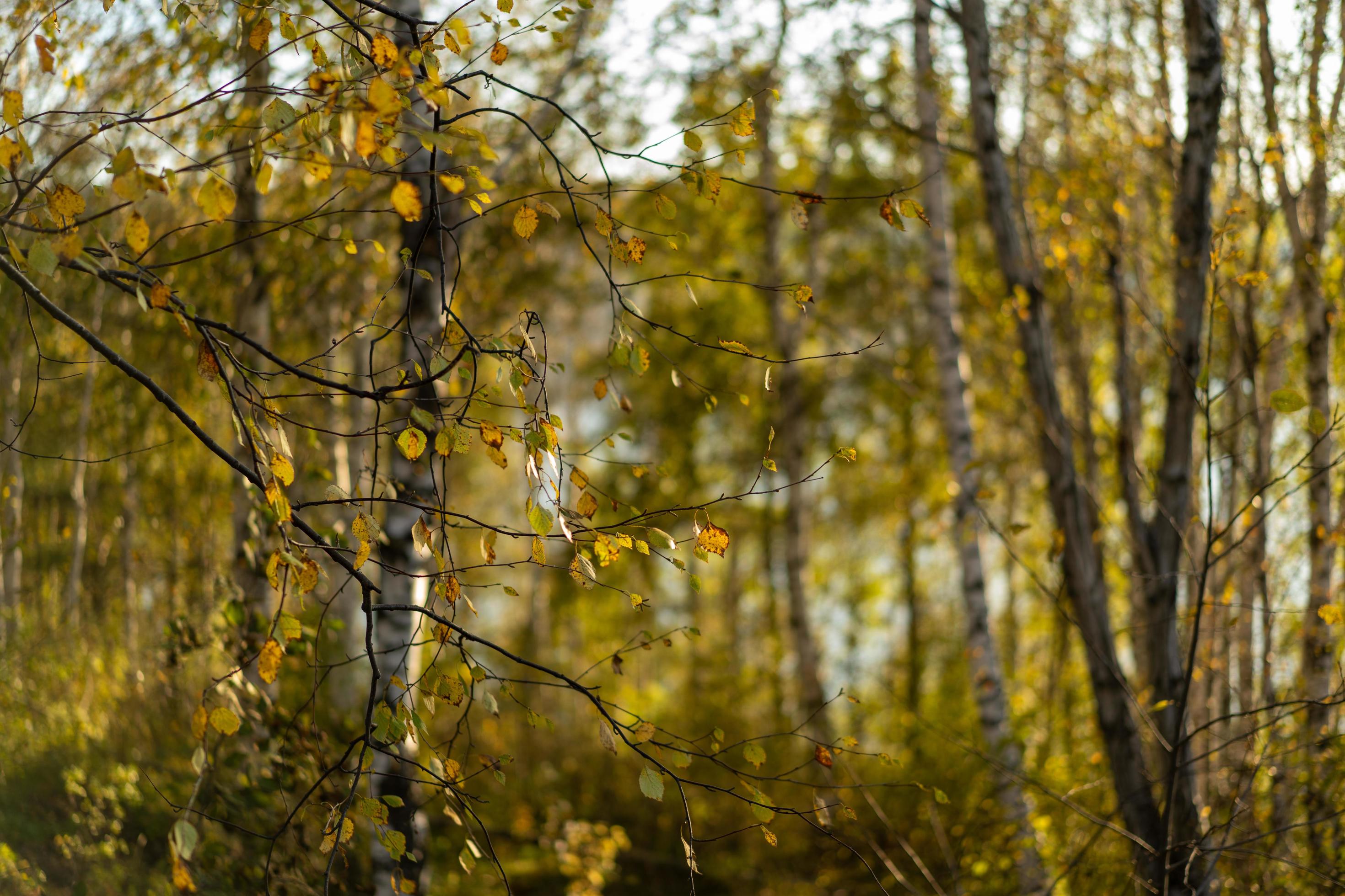 Natural autumn background with birch trees Stock Free