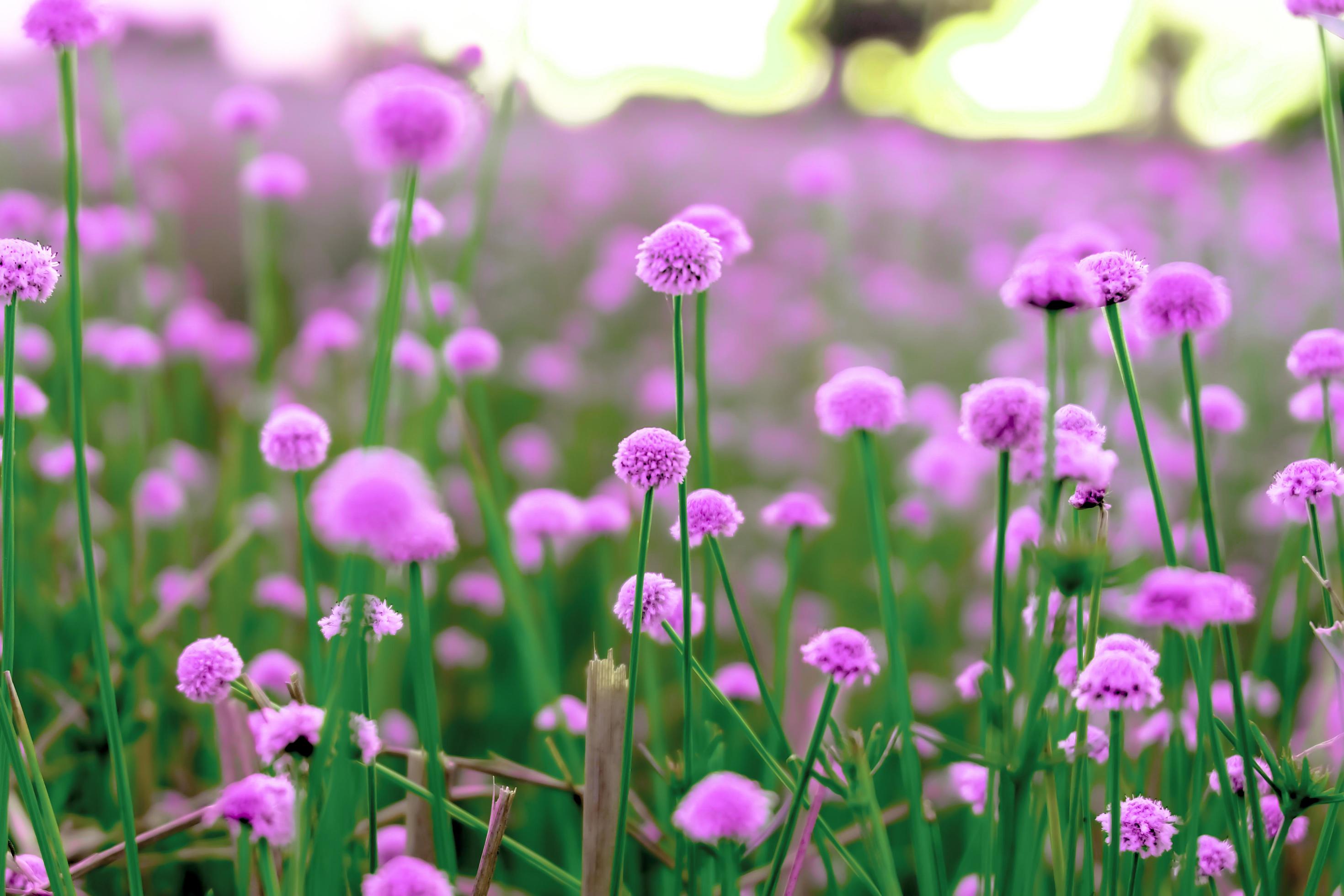 Pink wild flower fields.Beautiful growing and blooming in the morning,selective focus Stock Free