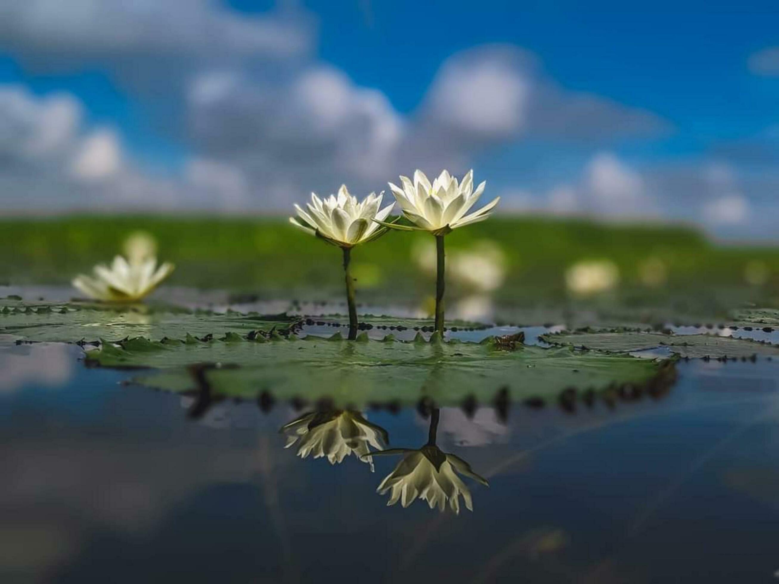 Beautiful blooming flower Stock Free