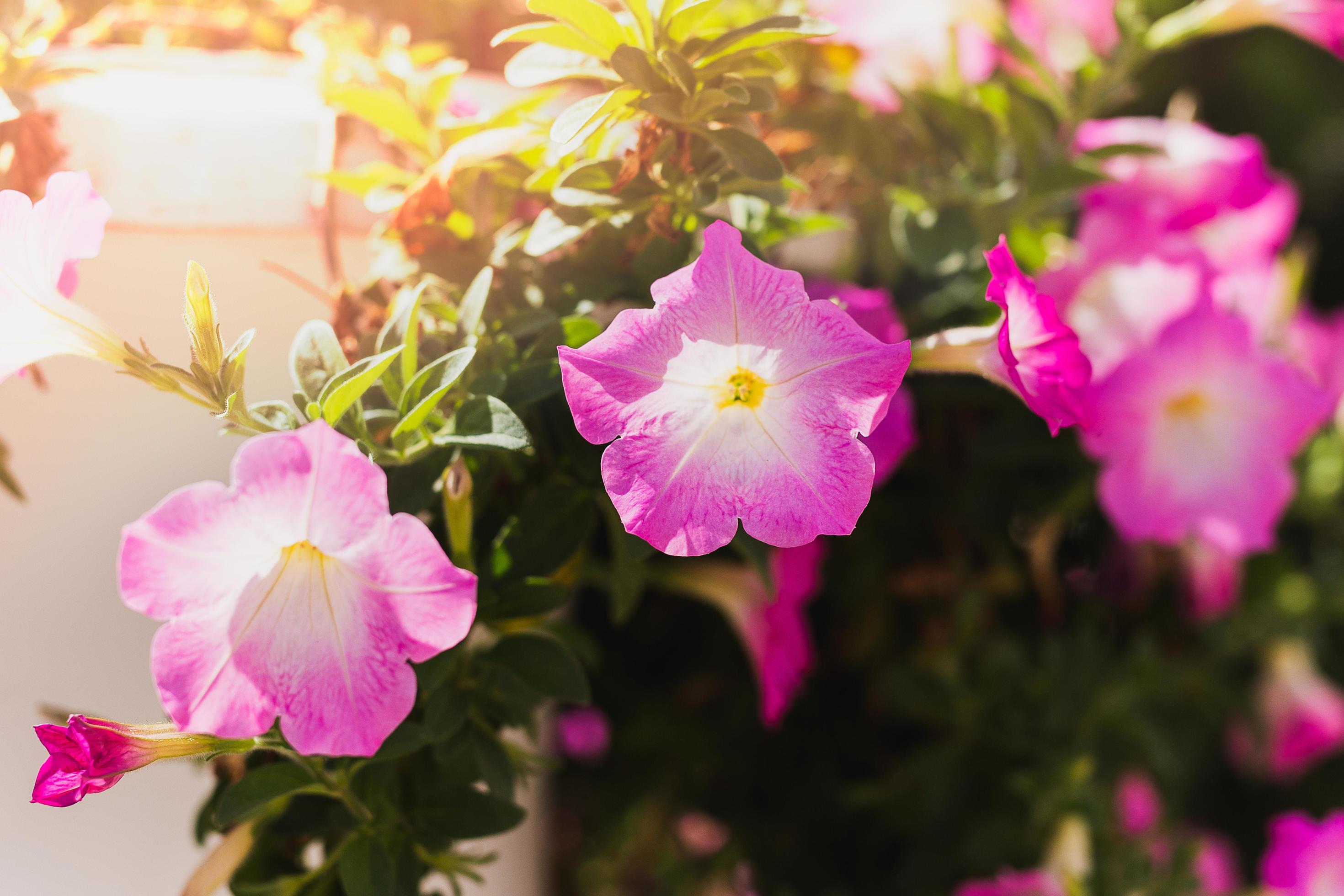 Pink petunia flower blooming in a garden. Stock Free