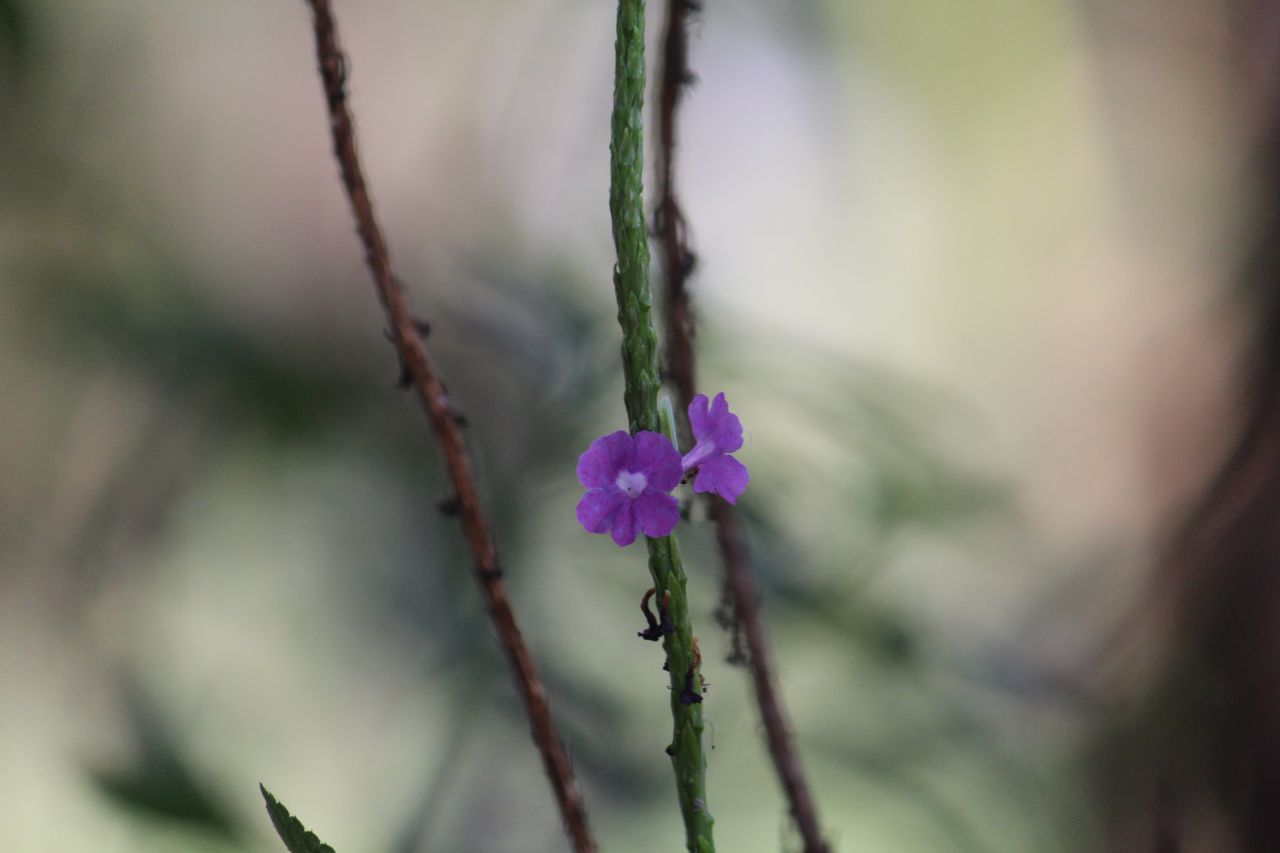 Wild Flower Closeup Stock Free