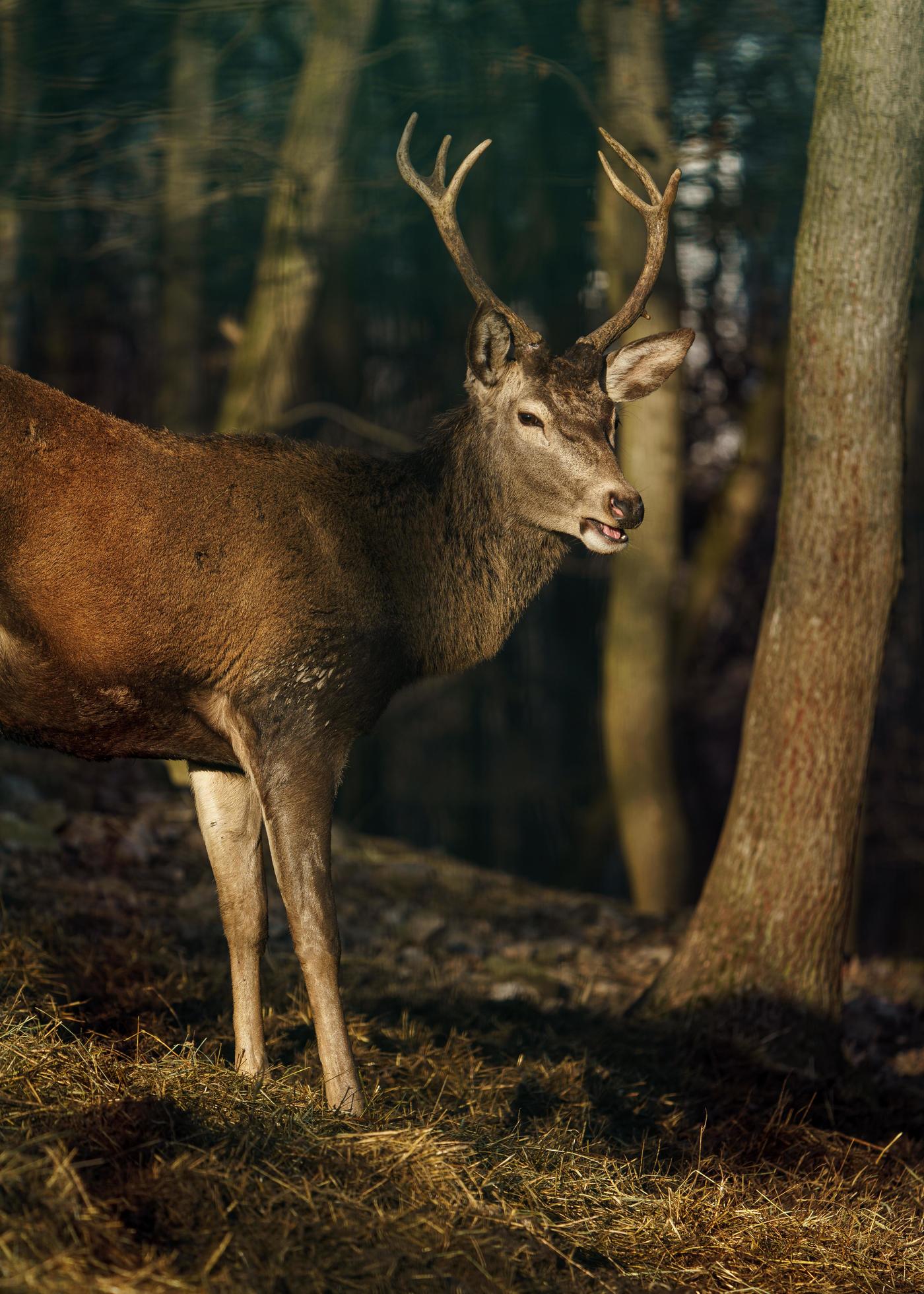 Red deer in forest Stock Free