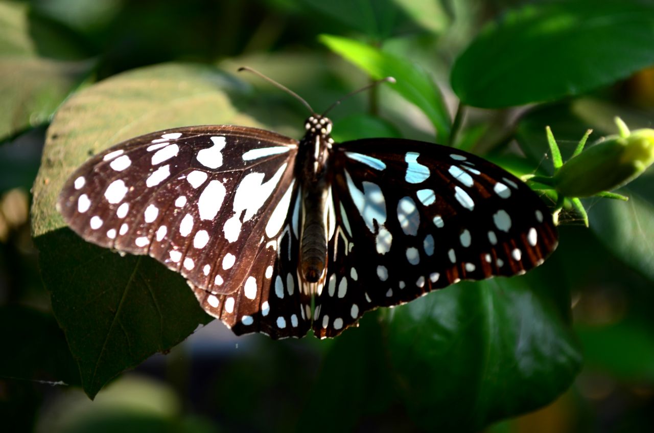 Blue Tiger Butterfly Stock Free