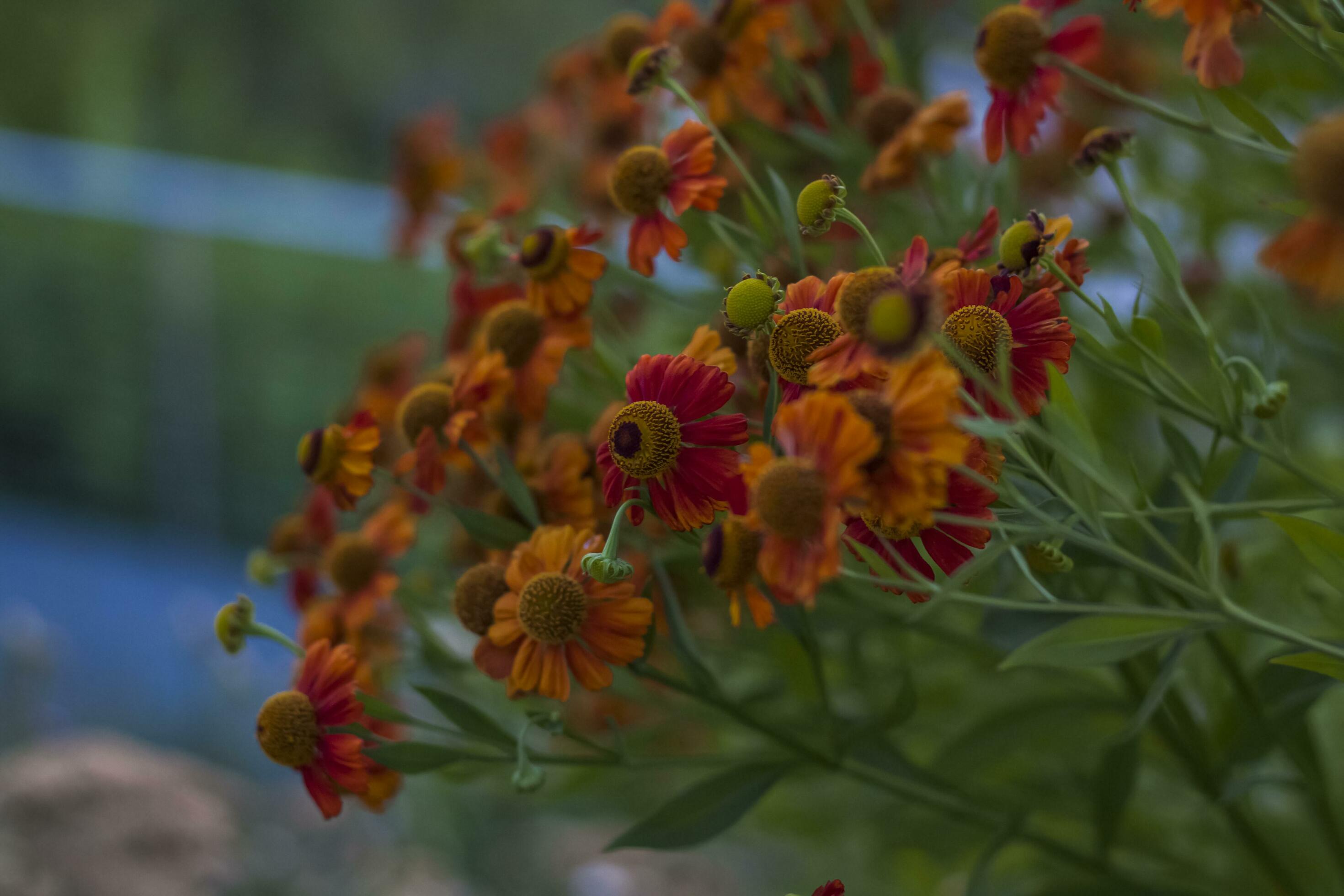 Wild bright flowers on the background of a beautiful sunset. Natural landscape. blue sky and yellow sunlight. landscape during sunset. Stock Free