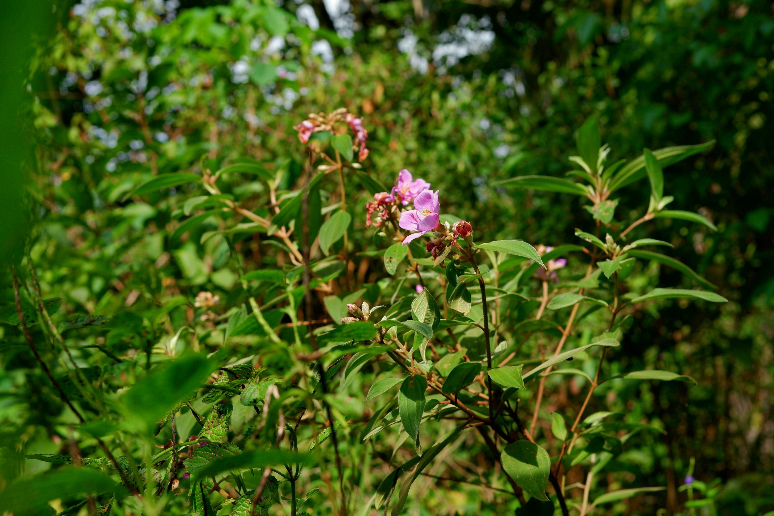 karamunting flower plant or melastoma malabathricum with a natural background Stock Free