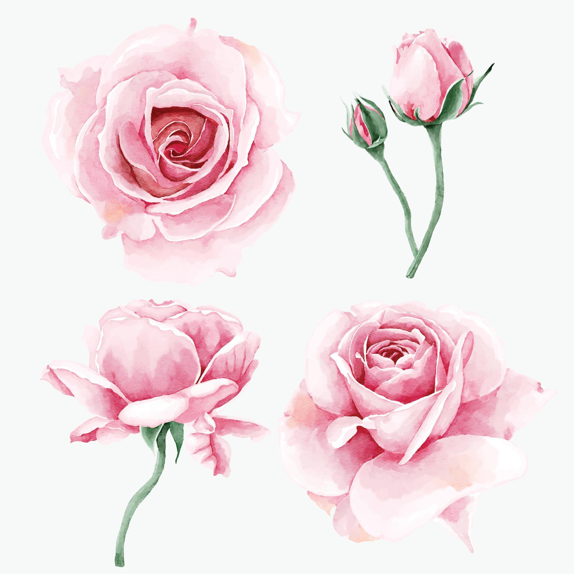 Watercolor rose flower collection Stock Free