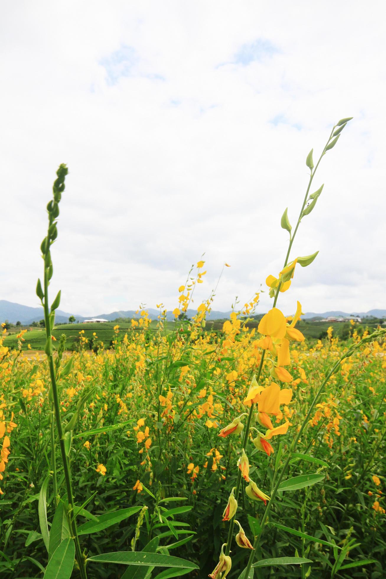 Beautiful yellow Sun hemp flowers or Crotalaria juncea farm on the mountain in Thailand.A type of legume. Stock Free