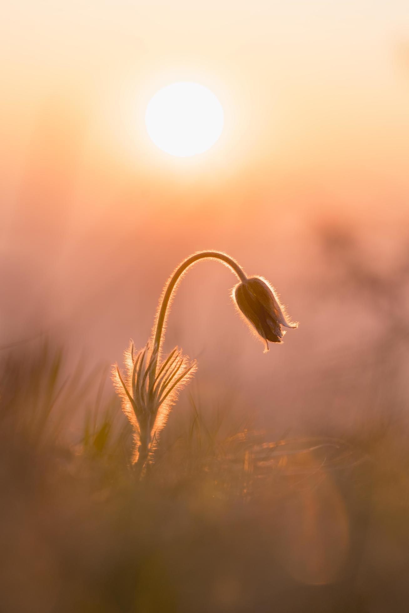 Pasque flower in sunrise light Stock Free