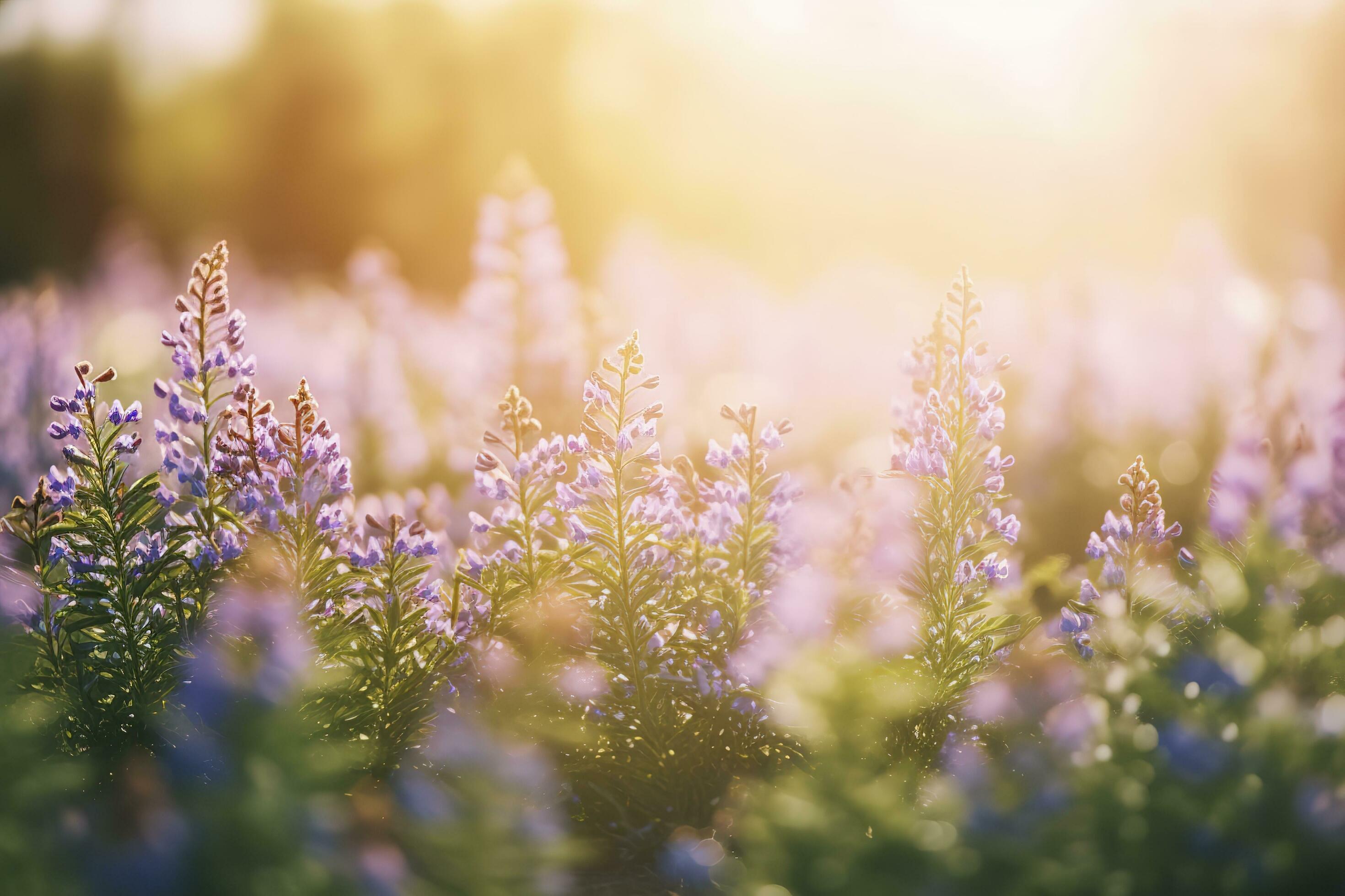 Erica Flower Field, Summer Season, Bokeh Effect , generate ai Stock Free