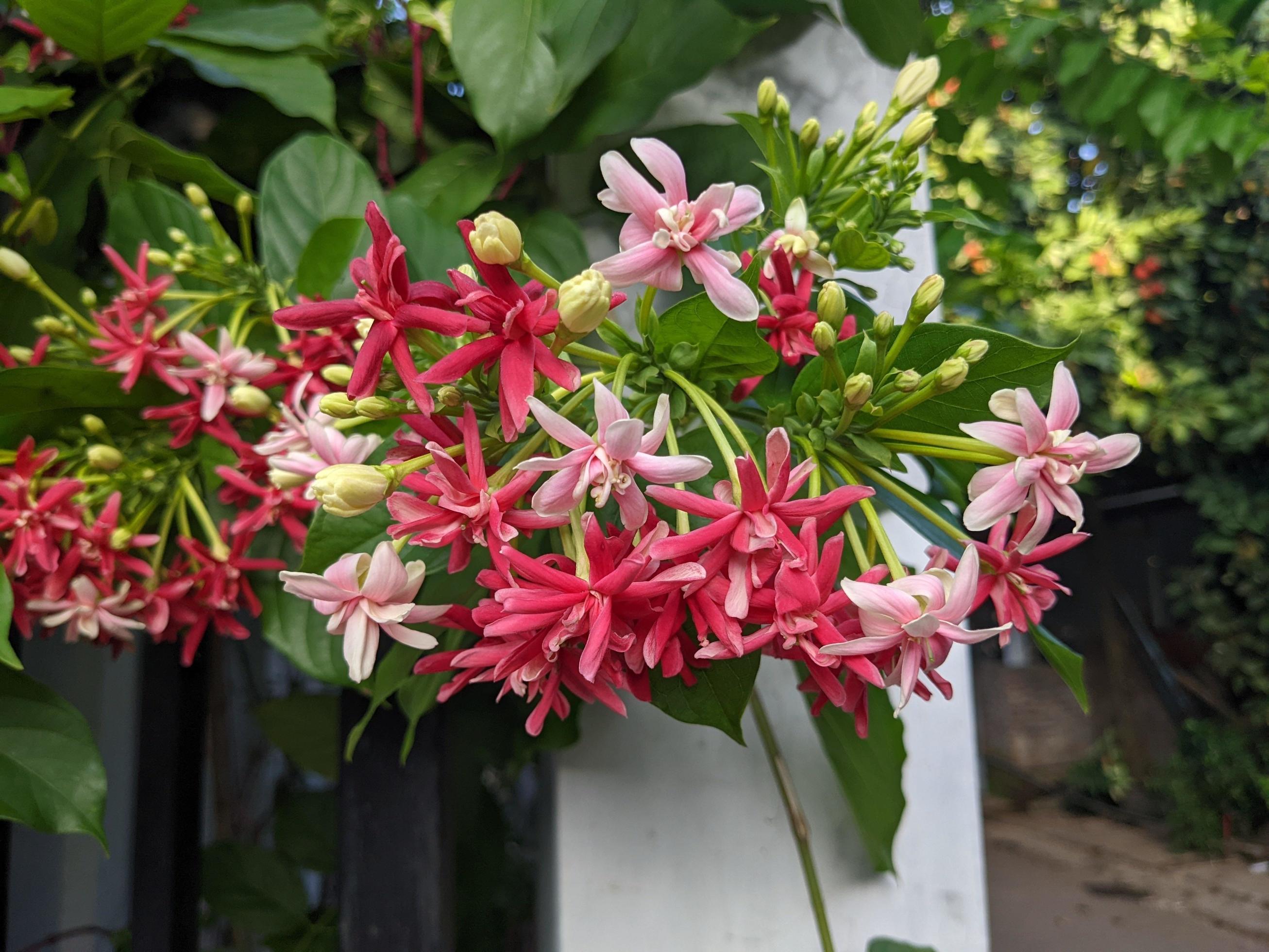 Rainy flower season, the domestic flower on Central Java. The photo is suitable to use for nature background flower poster and botanical content media. Stock Free