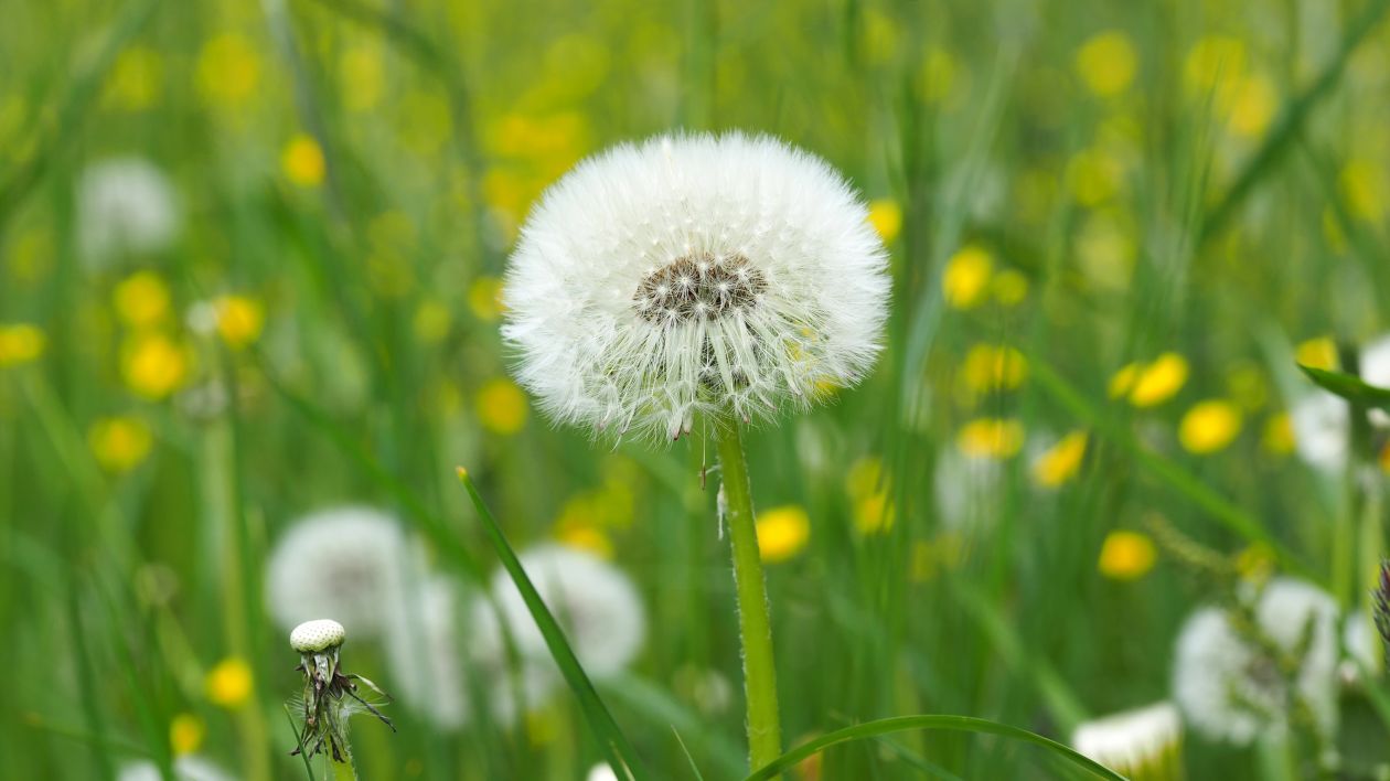 Dandelion Stock Free