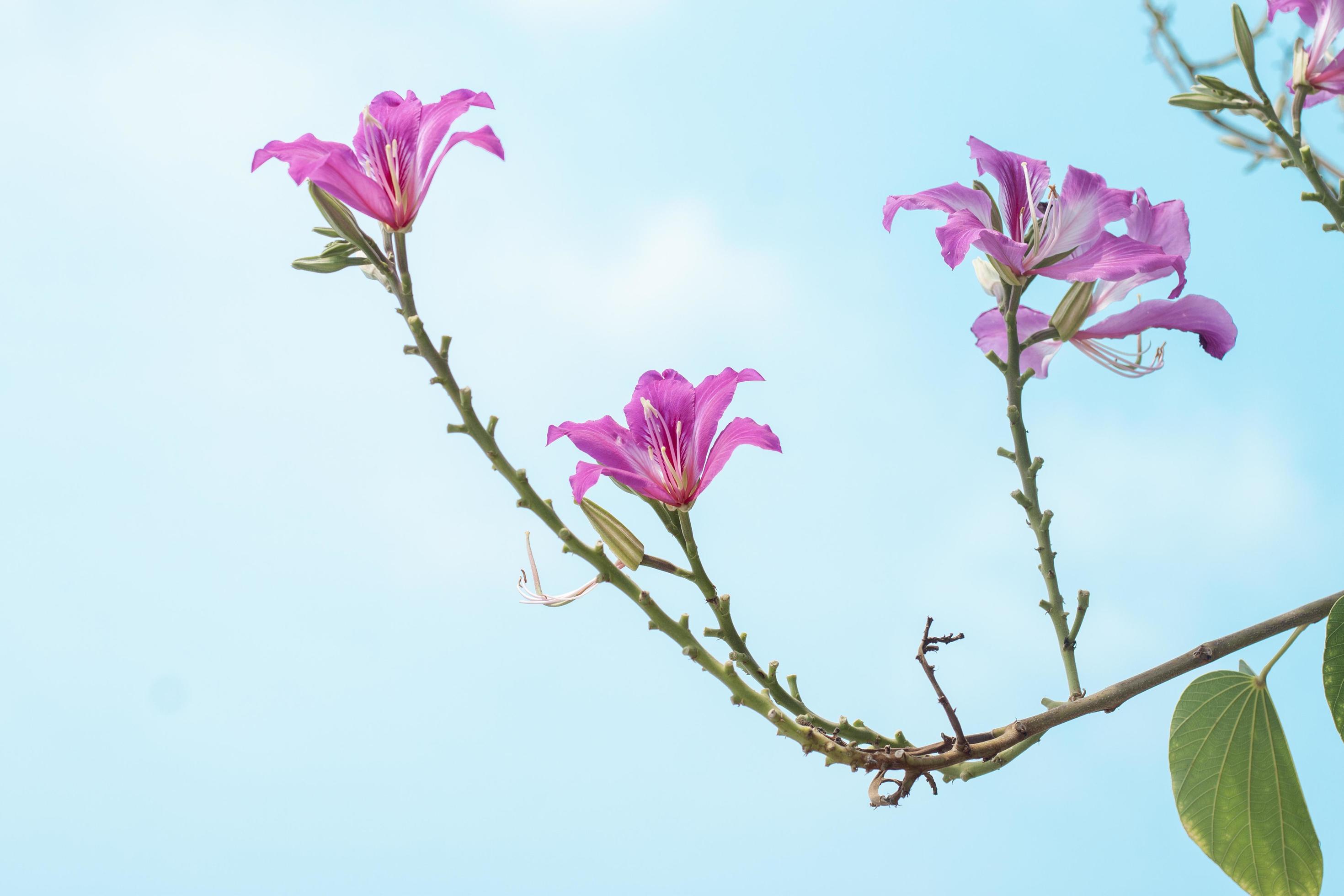 Beautiful bauhinia purpurea flower bloom on tree in the garden on bright blue sky Stock Free